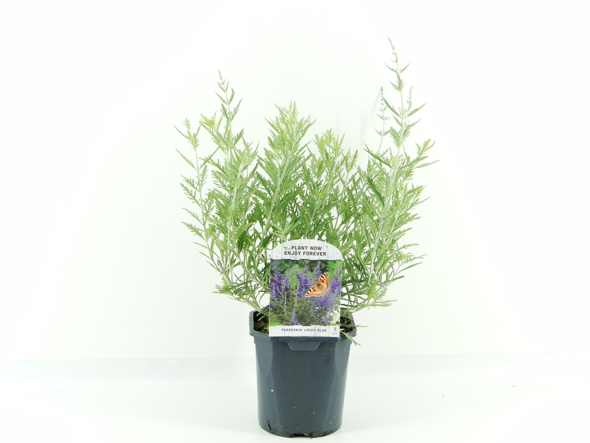 Perovskia atr. Lacey Blue, D 17 cm