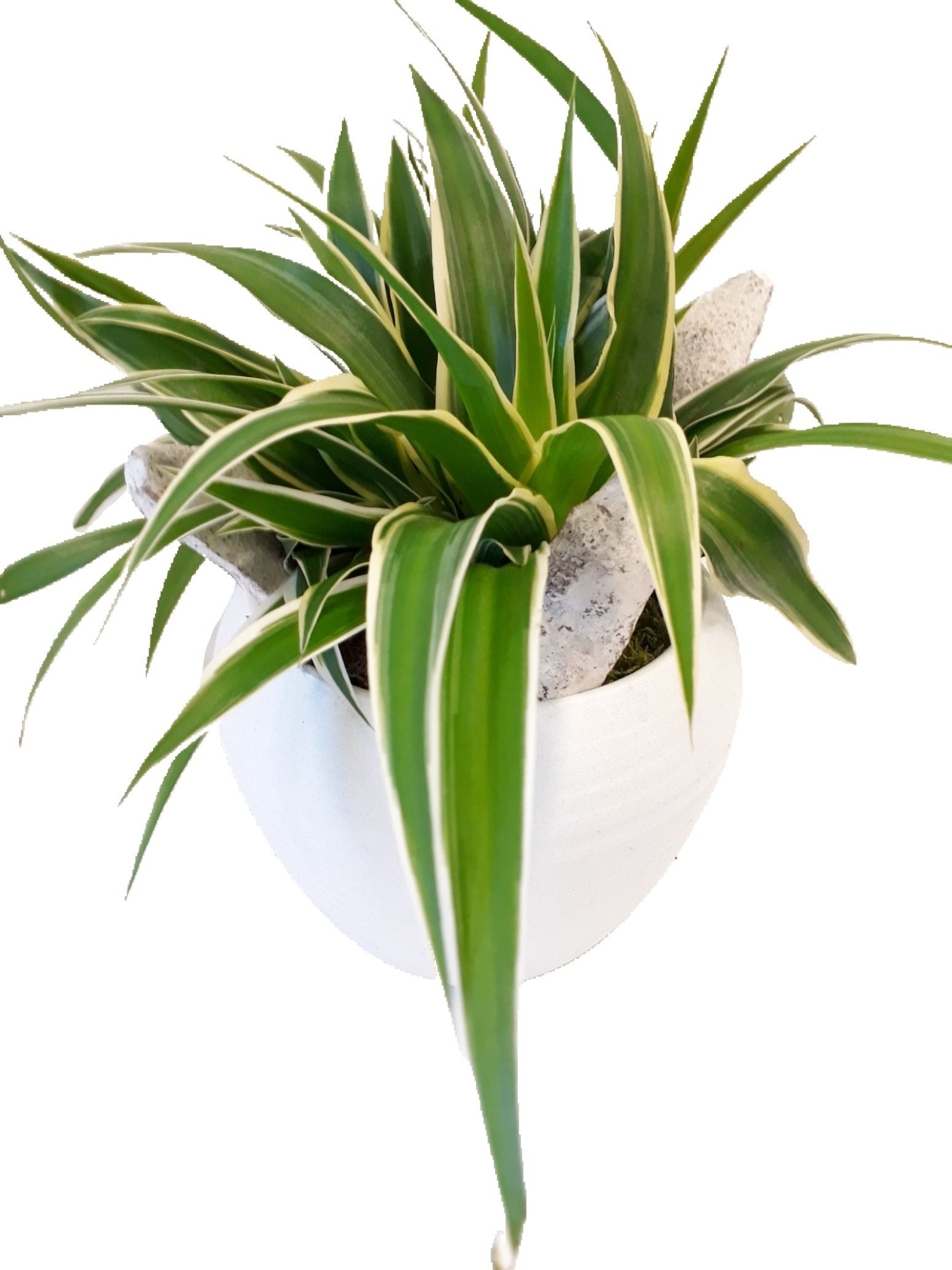 BPW16CHL Bolpot Wit Chlorophytum, D 16