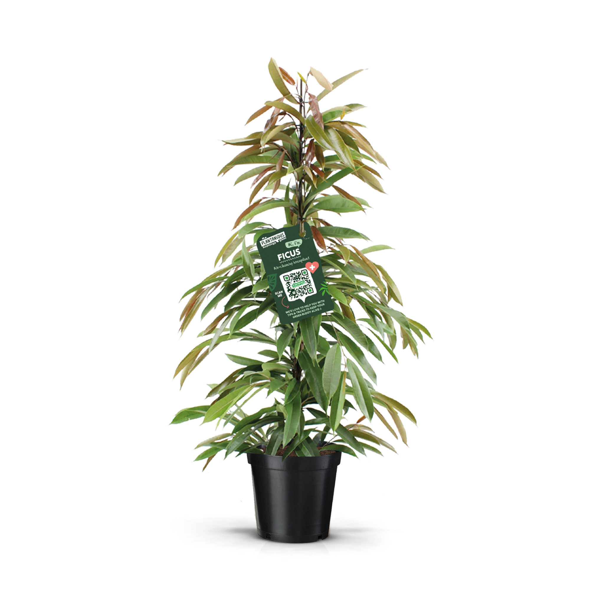 Ficus AmstelKing, D 21 cm