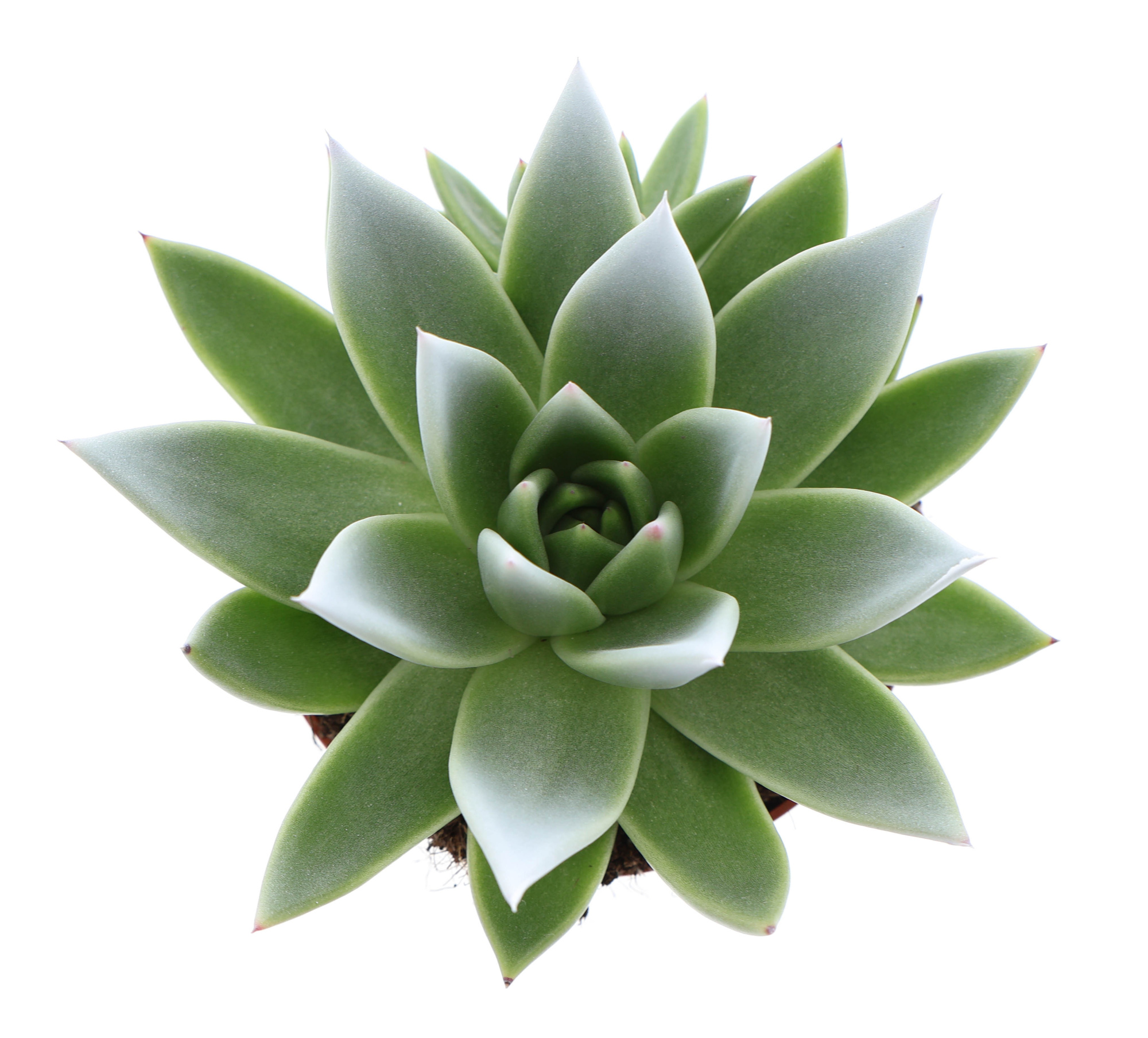 Miranda tips white, D 10,5 cm