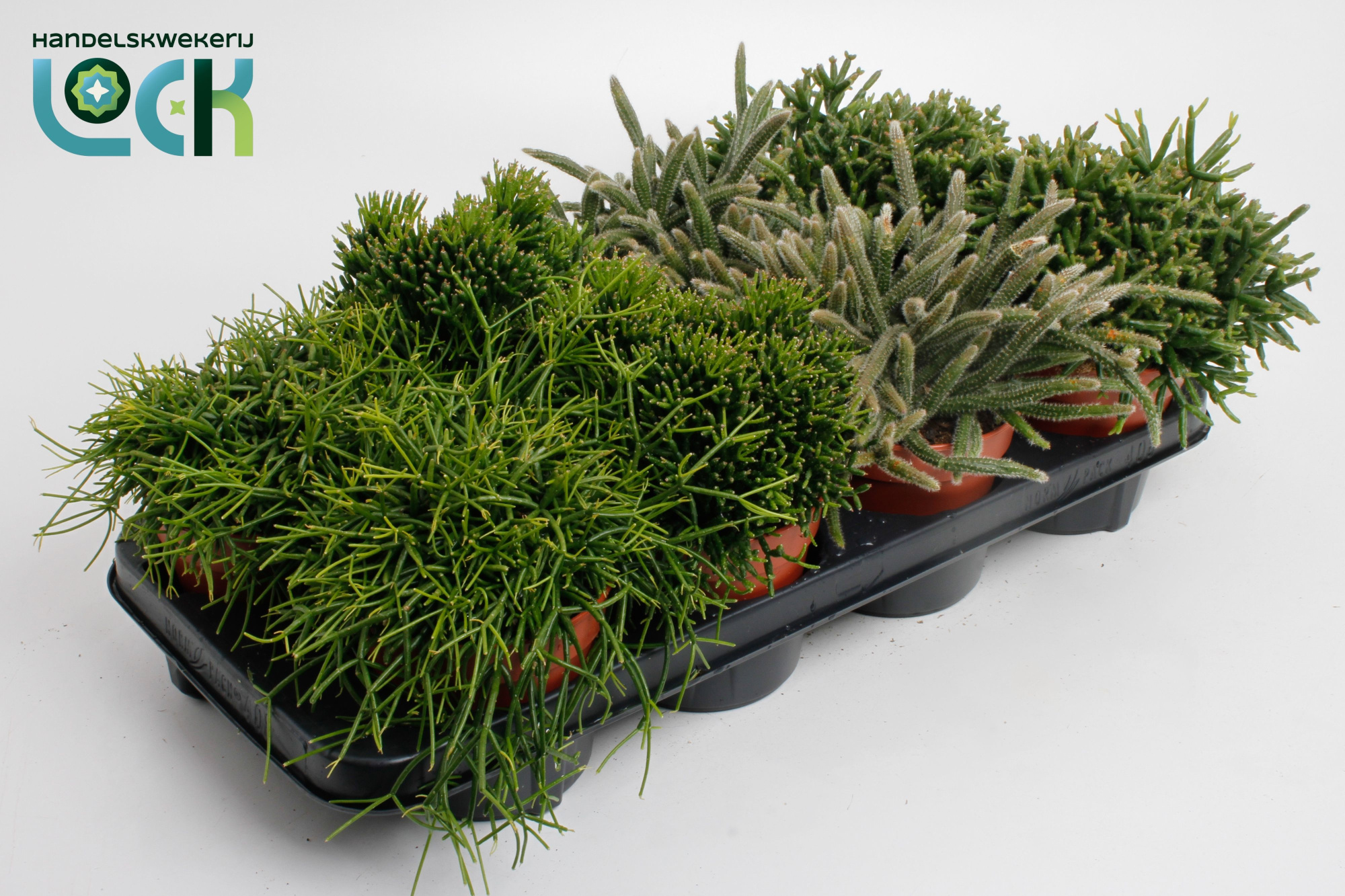 Rhipsalis Mix, D 12 cm