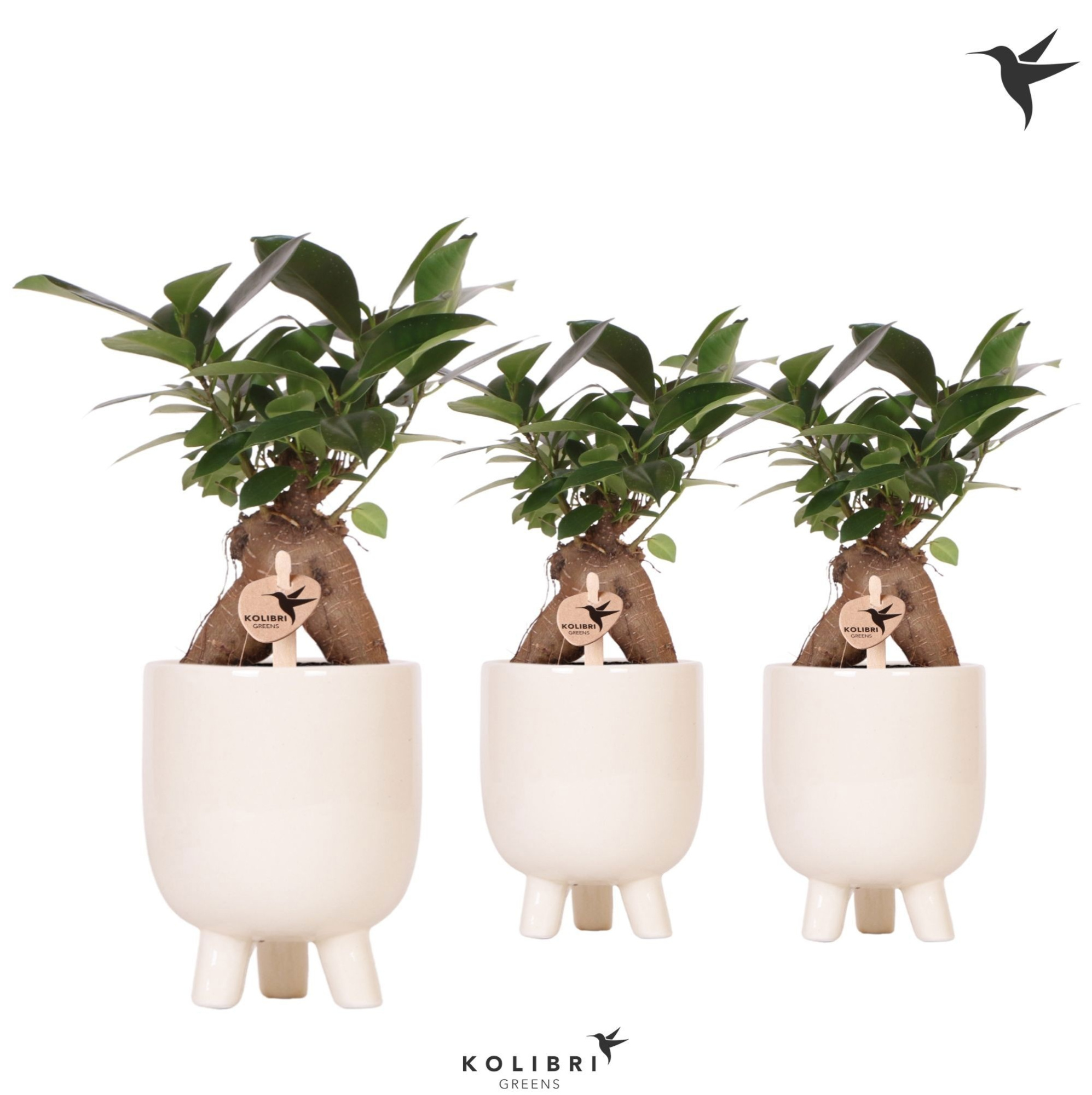 Kolibri Greens Ficus Ginseng Retusa in Gummy pot travertine, D 9 cm