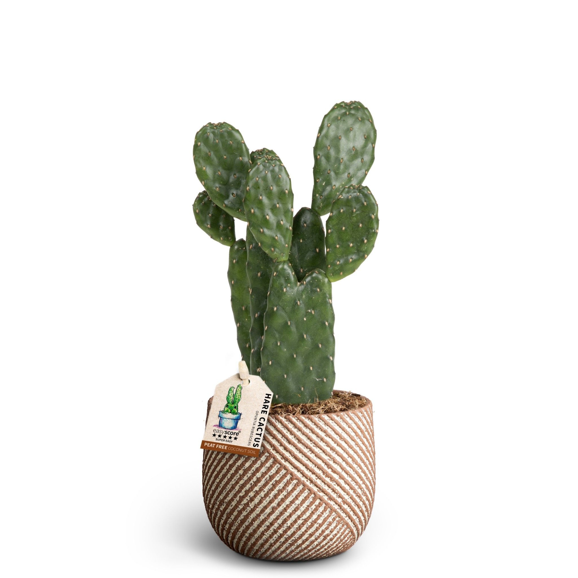 Grove Nougat, Opuntia rubescens, D 10 cm