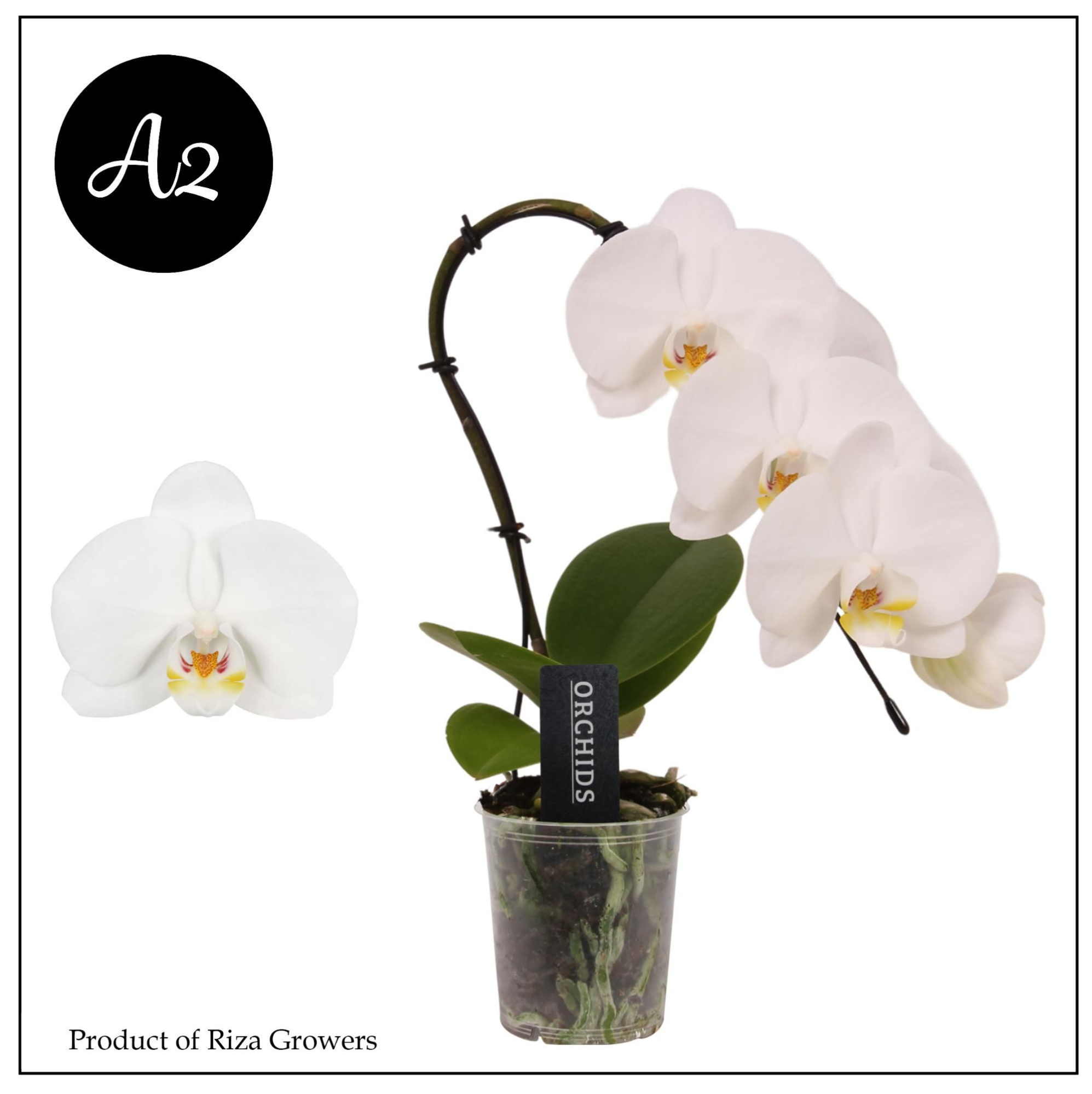 Phal. A2 Swan White - 1 spike 7cm, D 7 cm