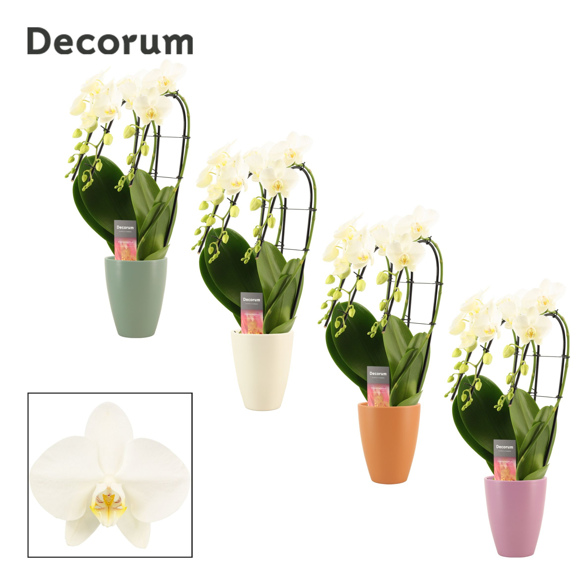 Phalaenopsis triple cascade wit in Carly (Craft world-collection, D 12