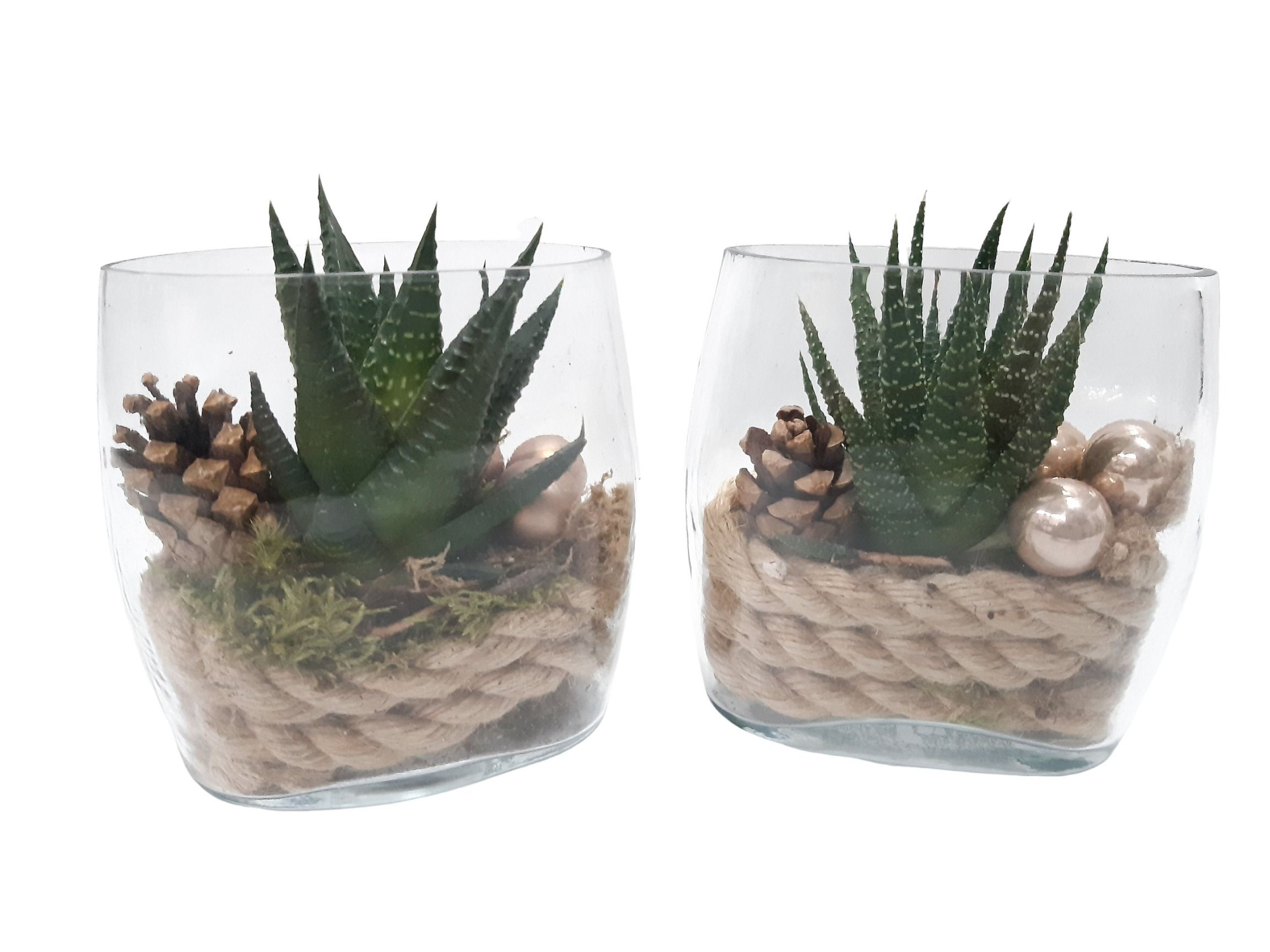 OVG11KST Mini ovaal Glas D11 Haworthia Kerst, D 11 cm