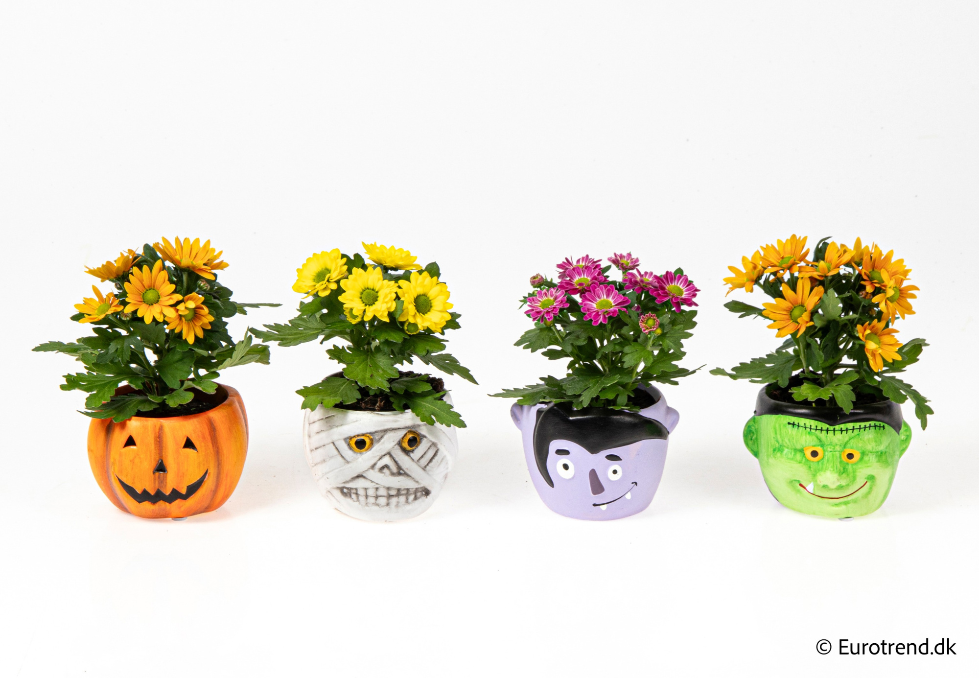 Chrysanthemum in Halloween ceramic 2025, D 6 cm