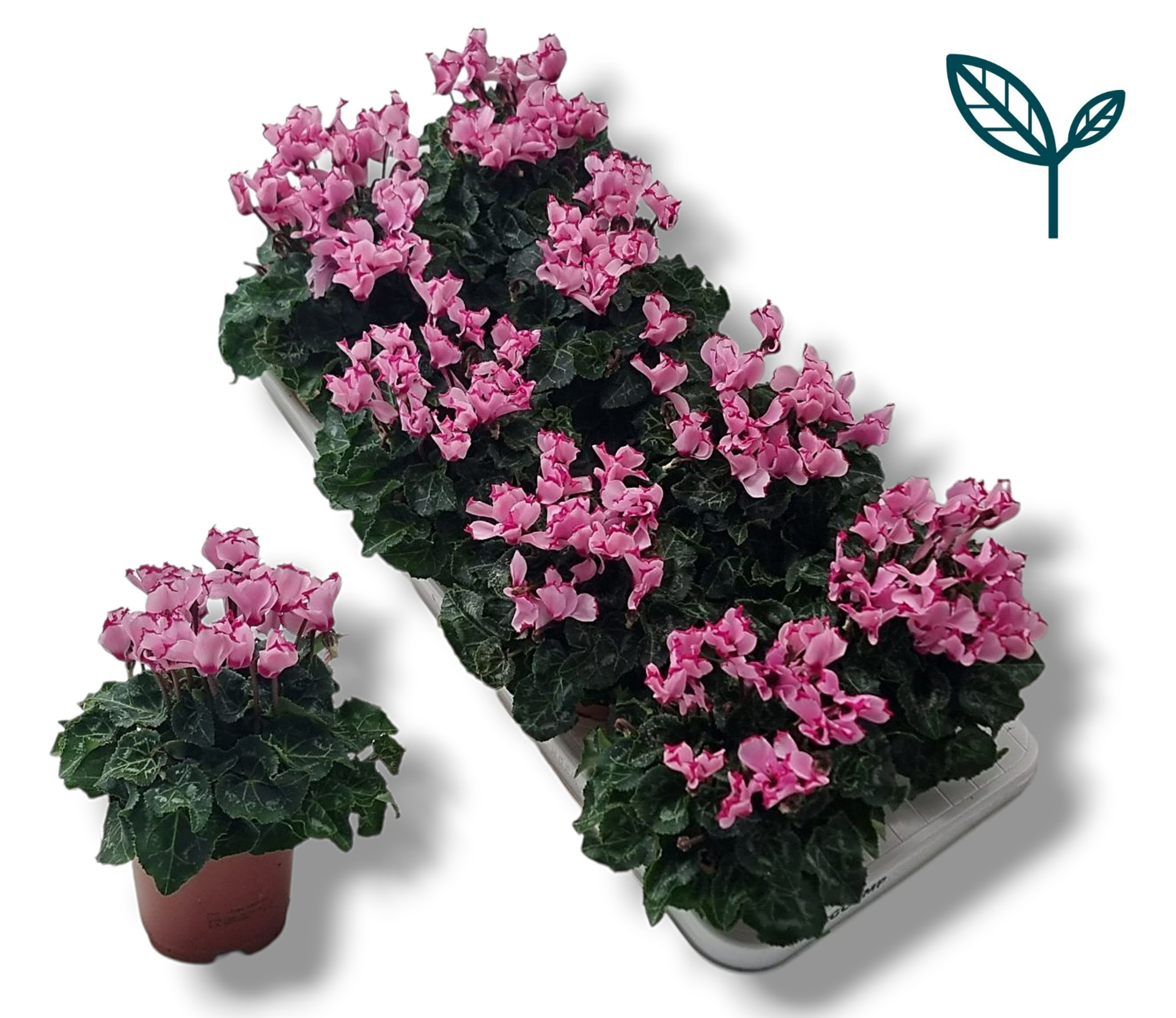 Cyclamen Premium Victoria Creme Roze, D 10,5 cm
