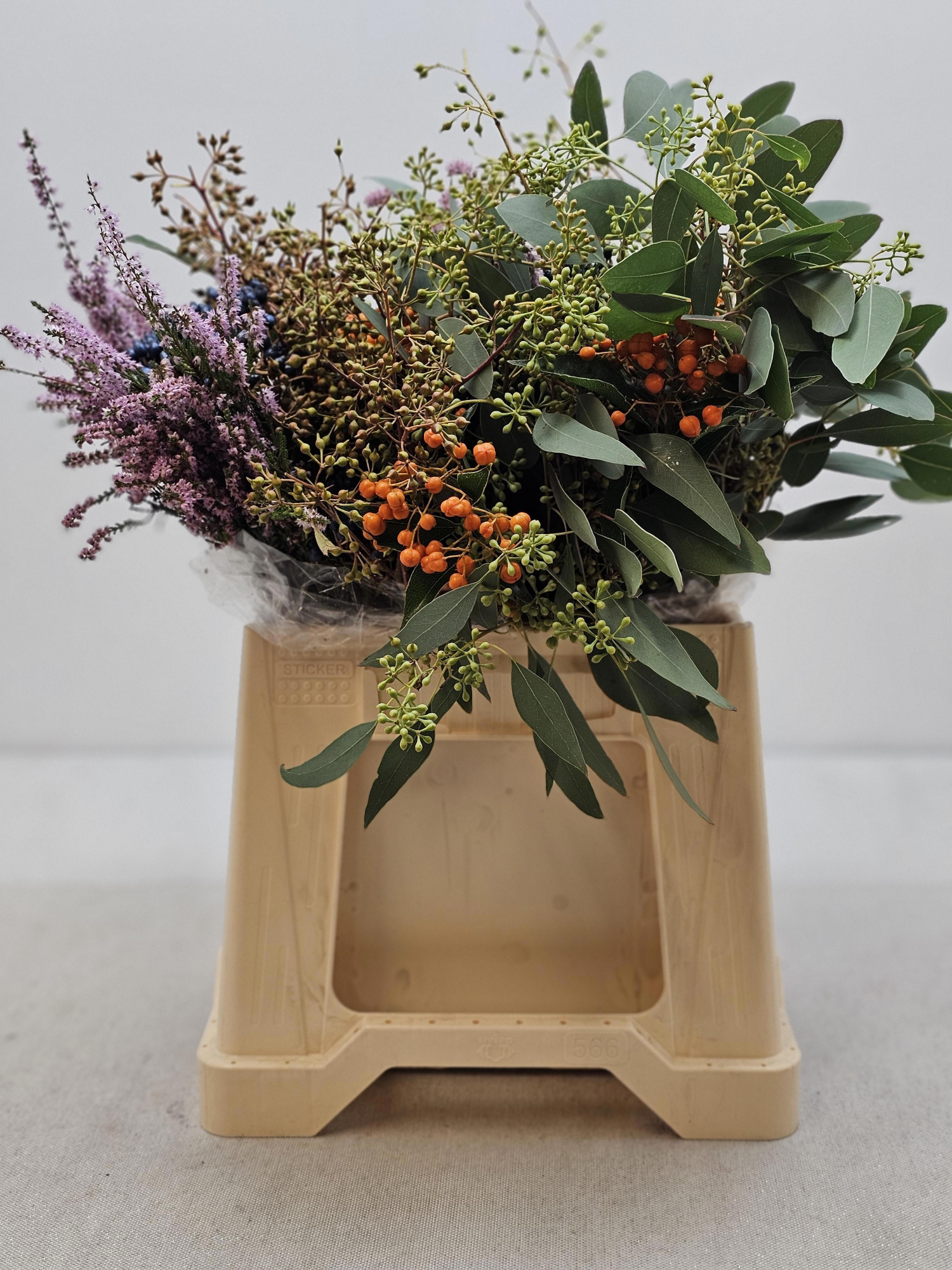 Эвкалипт Овериг (с ягодами) 55, шт.