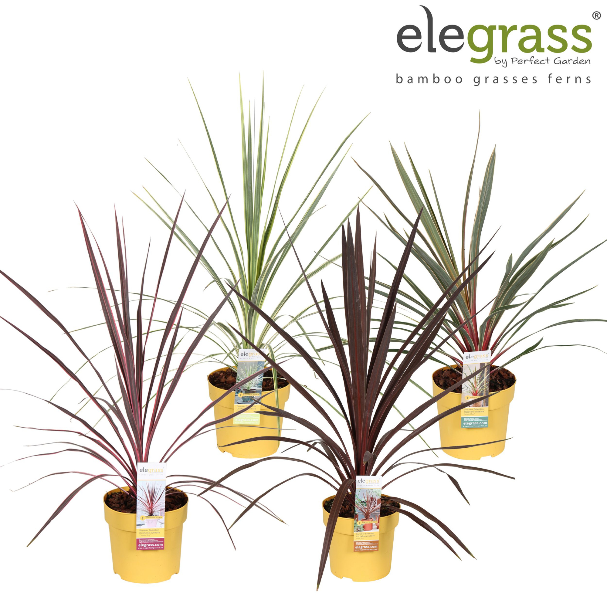 Cordyline mix laag P14, D 14 cm