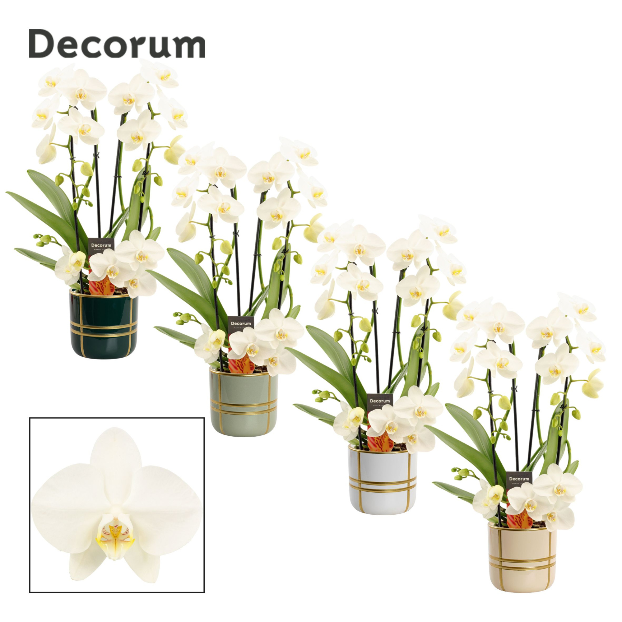 Phalaenopsis twirl wit in Lauri (Top blend-collection), D 12 cm