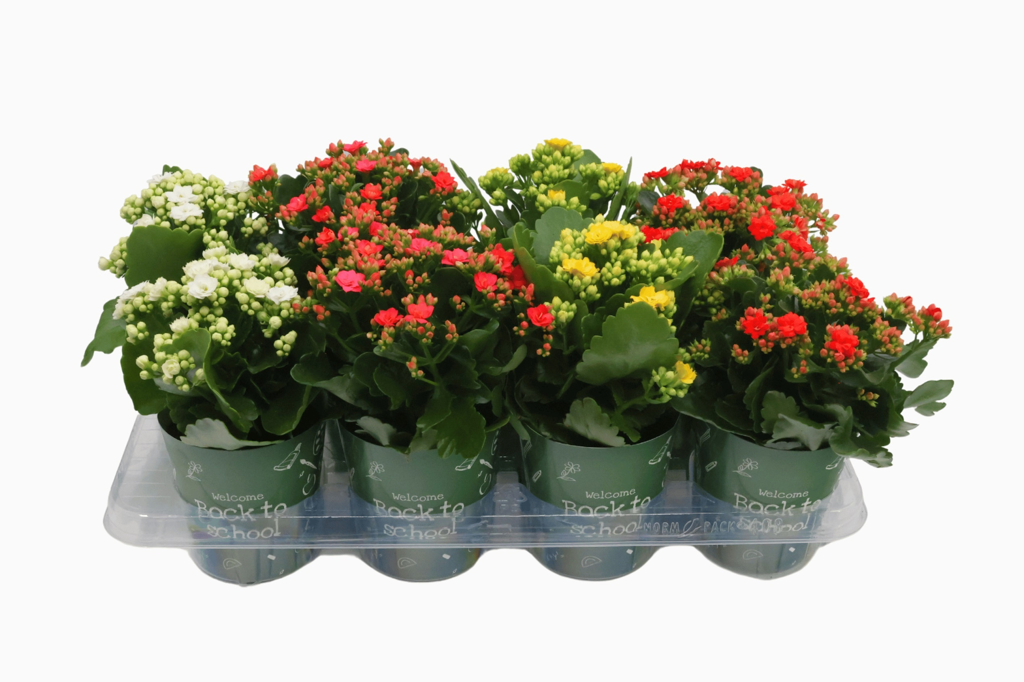 Bloeimix 12 cm - Back to School Potcover Kalanchoë, D 12