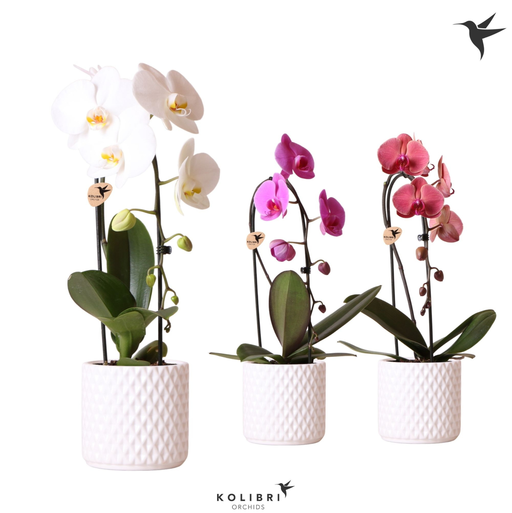 Kolibri Orchids Cascade Niagara Fall mix 1 spike in Diamond pot white, D 12 cm