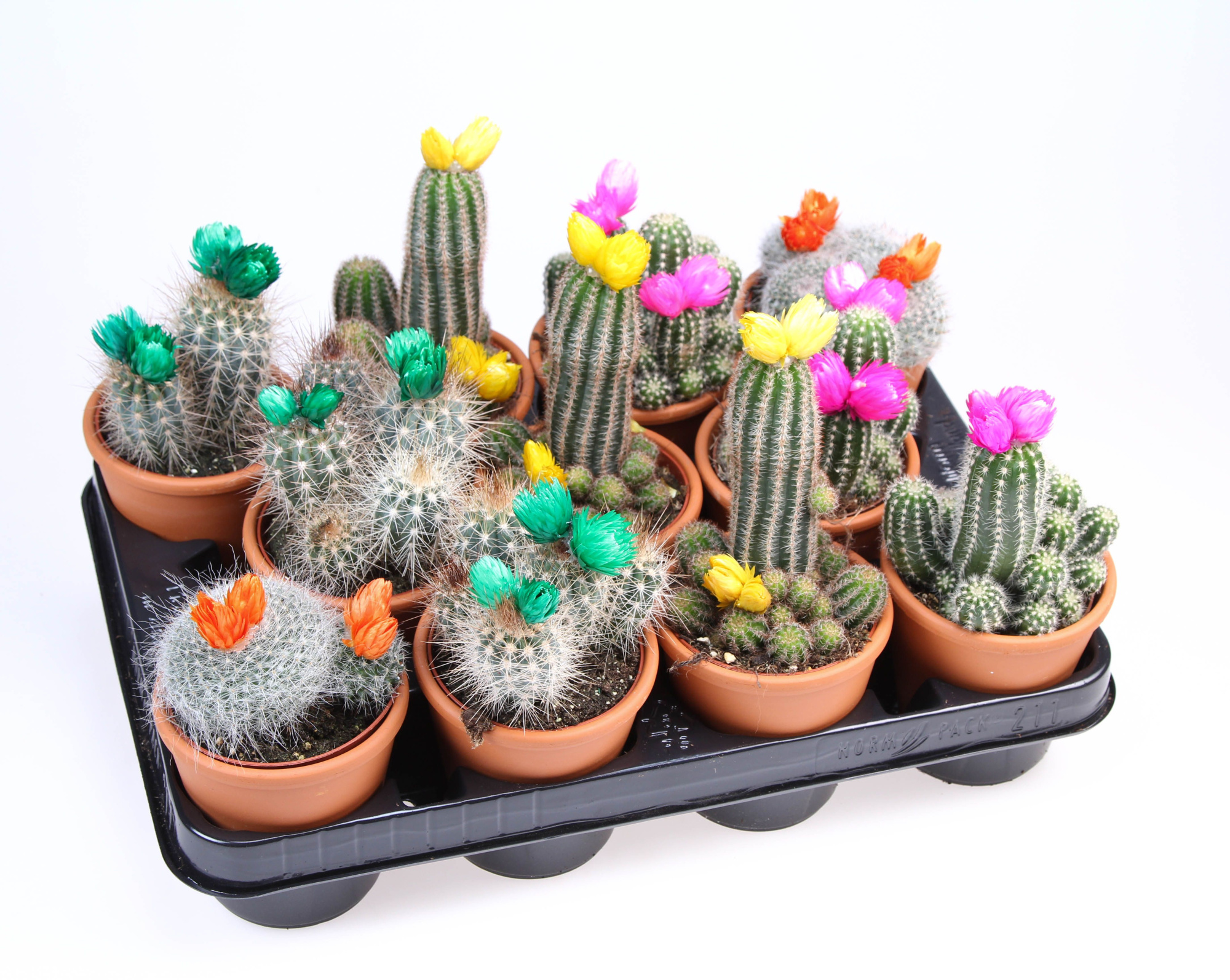 Strobloem mix in Rozenpot, D 8,5