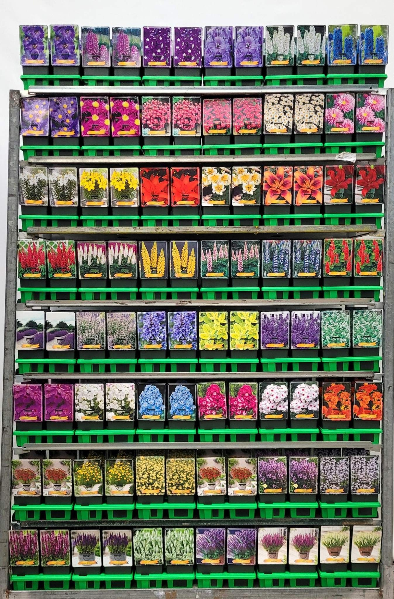 Budgetkar vaste planten Mix CC P11, D 11 cm