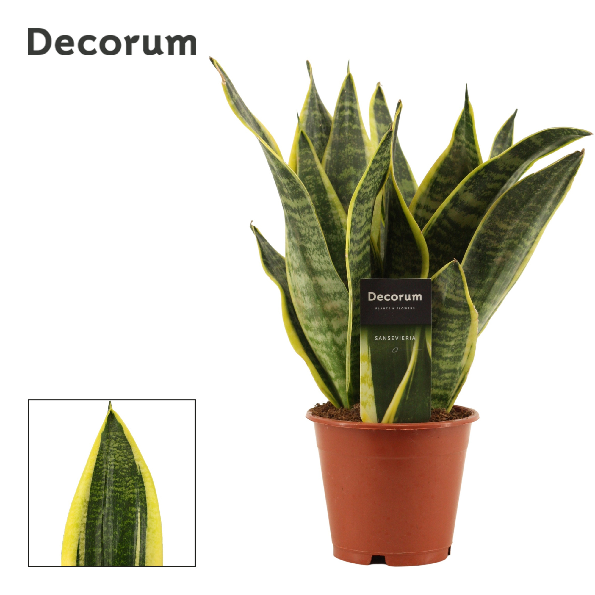 Sansevieria Superba 12 cm (Decorum), D 12 cm