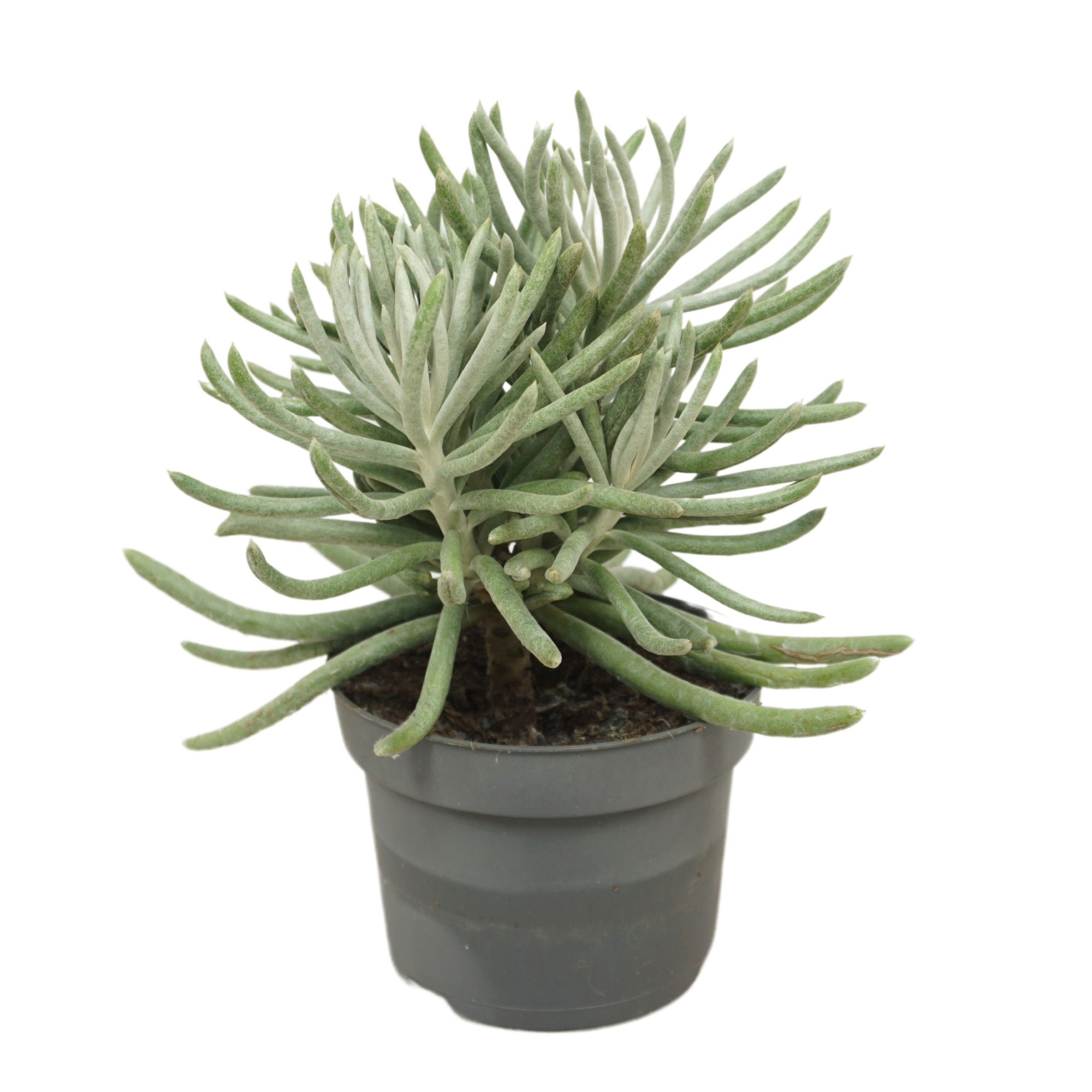 Senecio scaposus 13 cm, D 13 cm