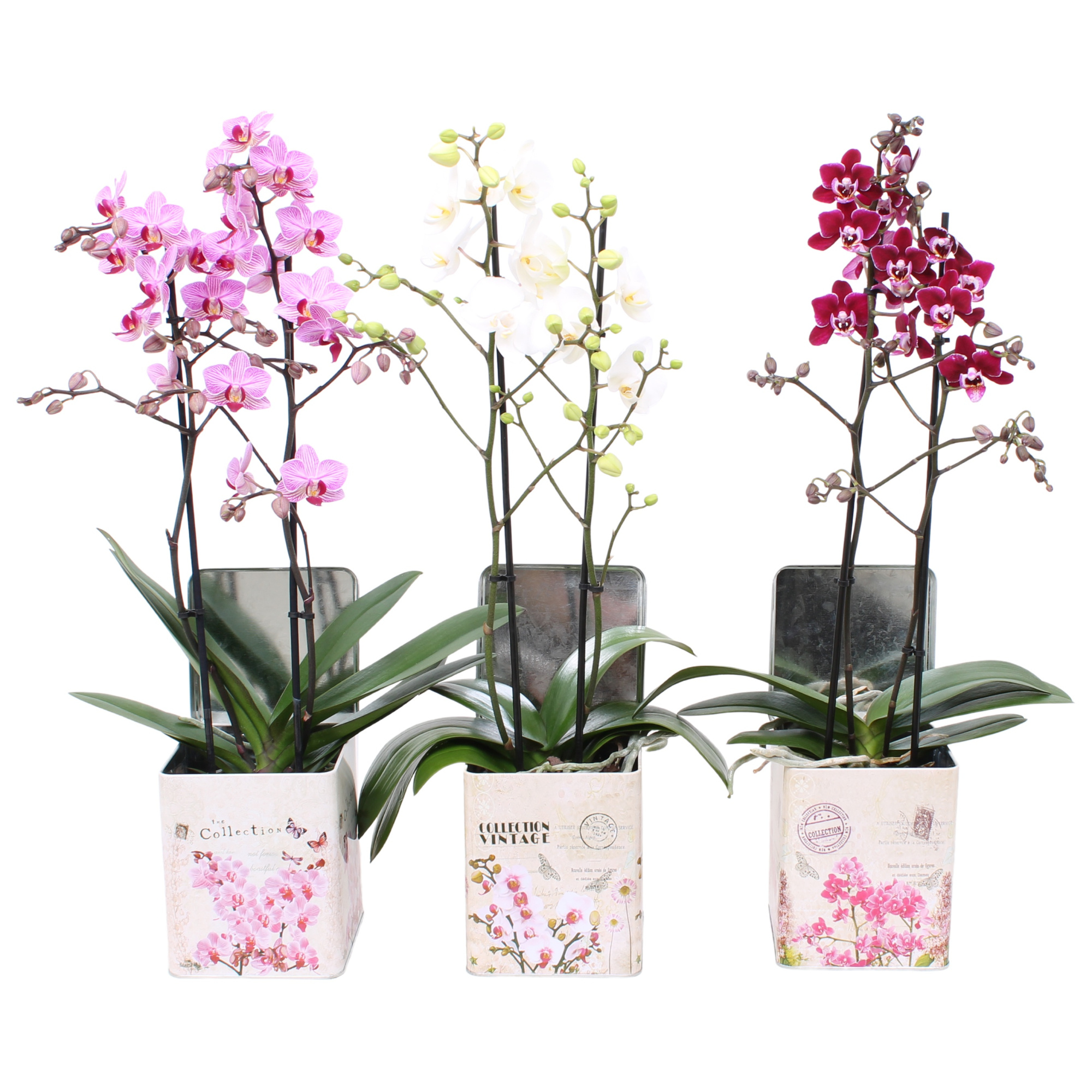 Phal. Multi 2-tak mix in BGC179 Blik Orchidee, D 12 cm