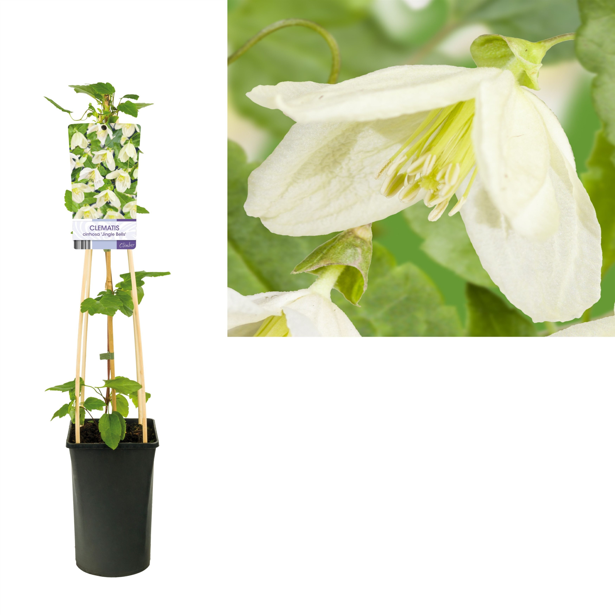 Clematis cirrhosa 'Jingle Bells' +light label, D 17 cm