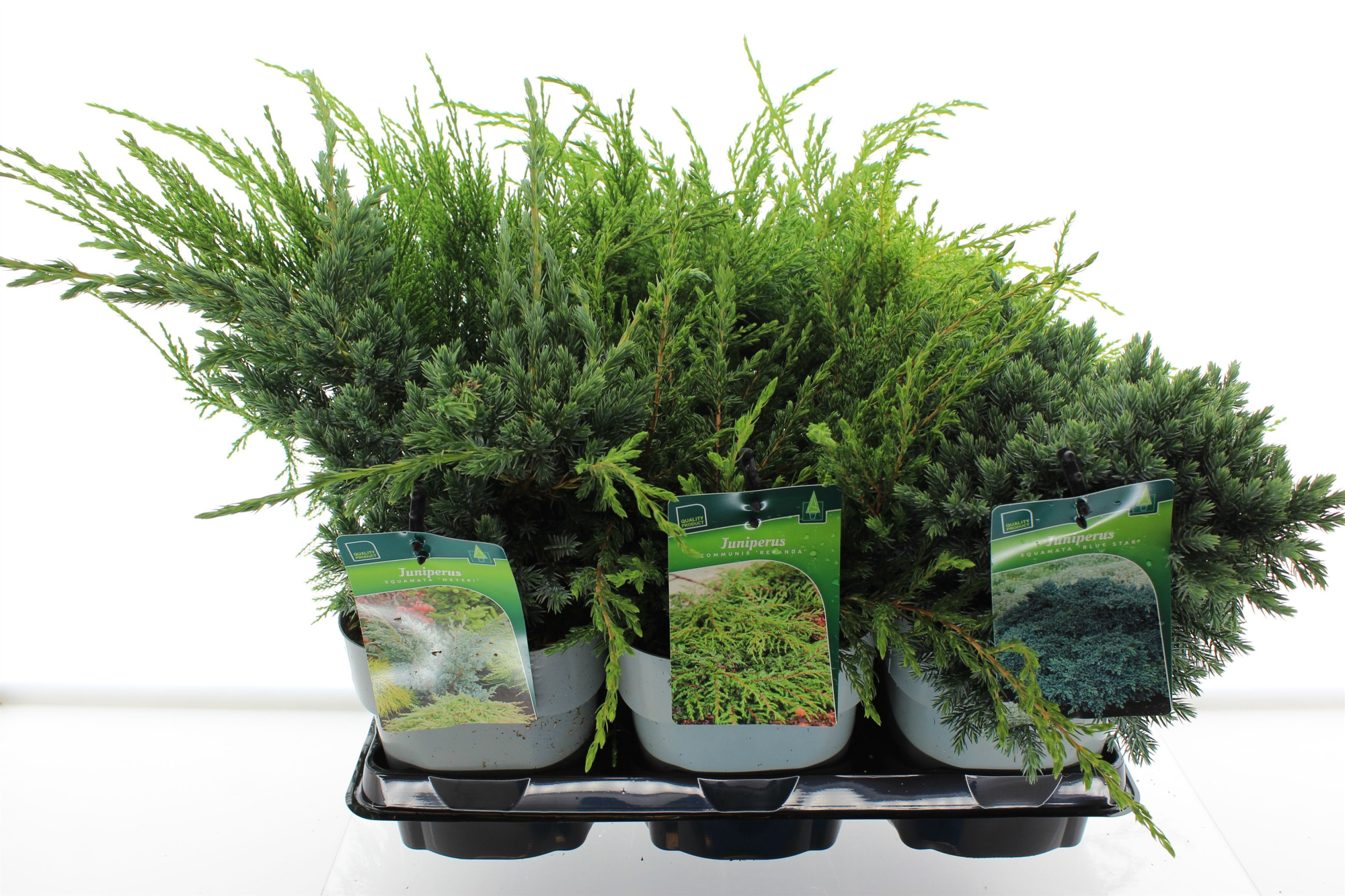 Juniperus mix, D 17