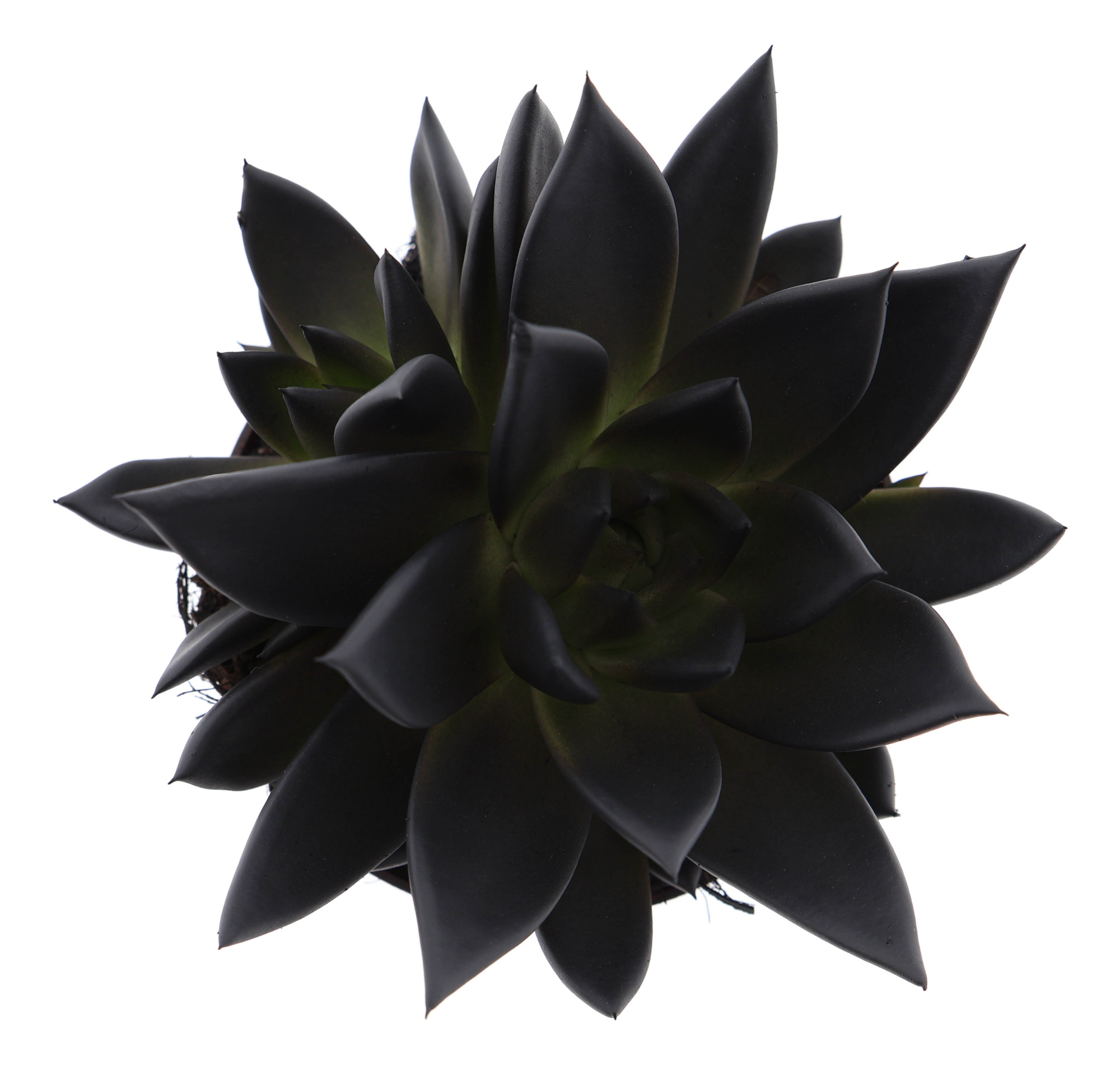 Rainbow deep black, D 10,5 cm