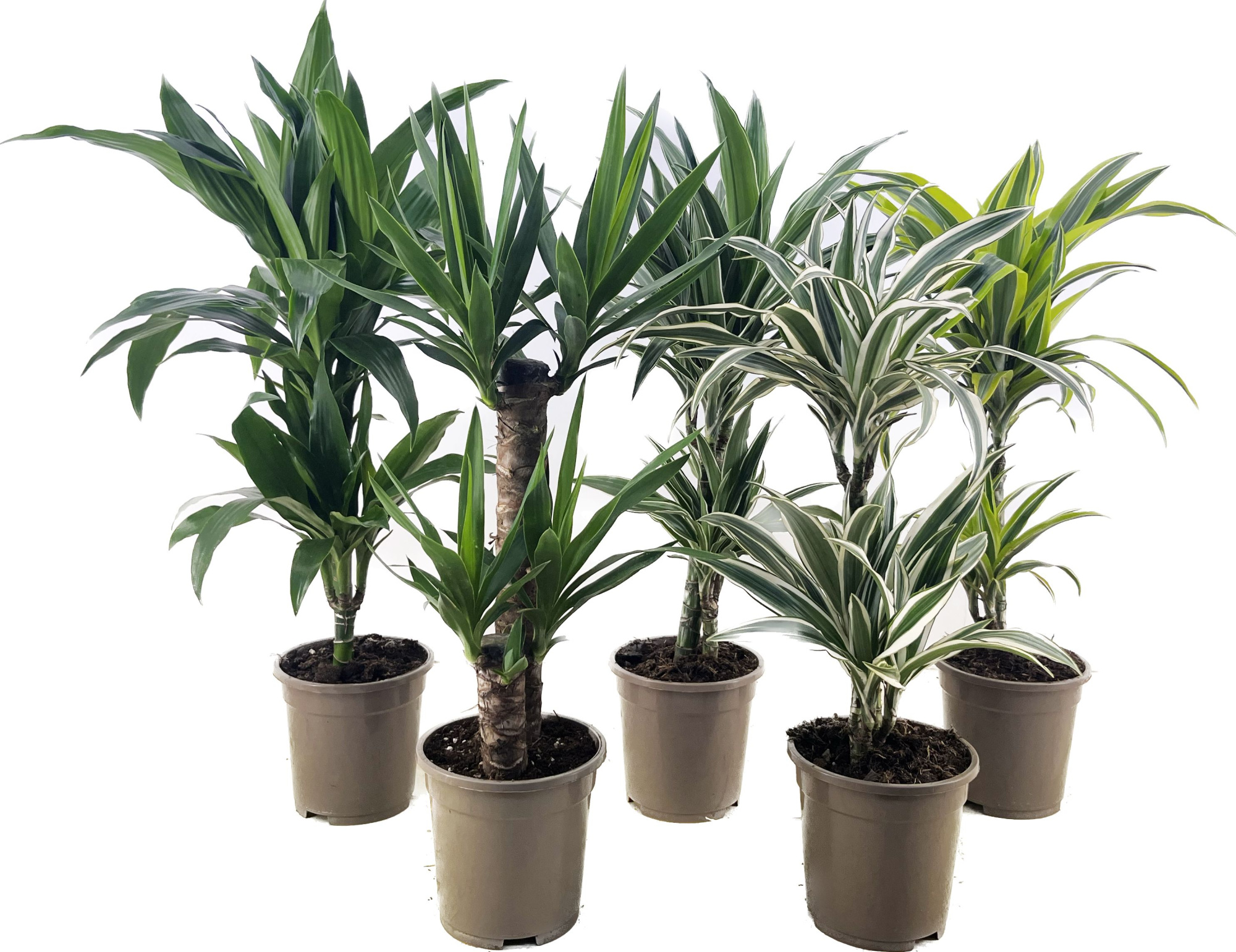 Dracaena deremensis + Yucca elephantipes, D 17 cm