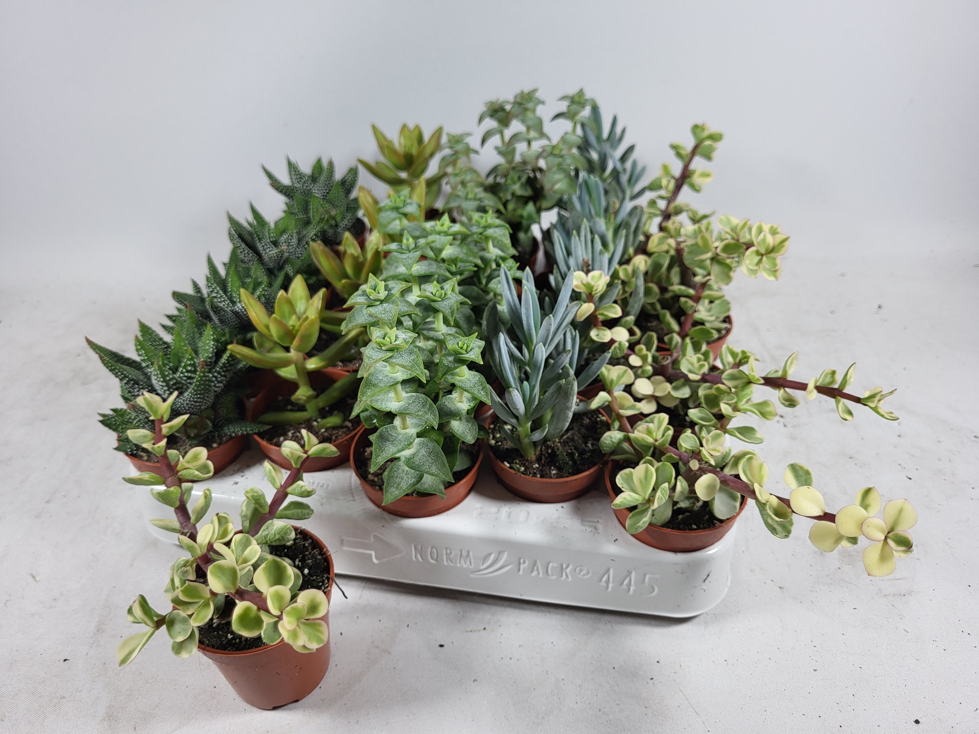 succulenten mix 5.5 cm, D 5,5 cm