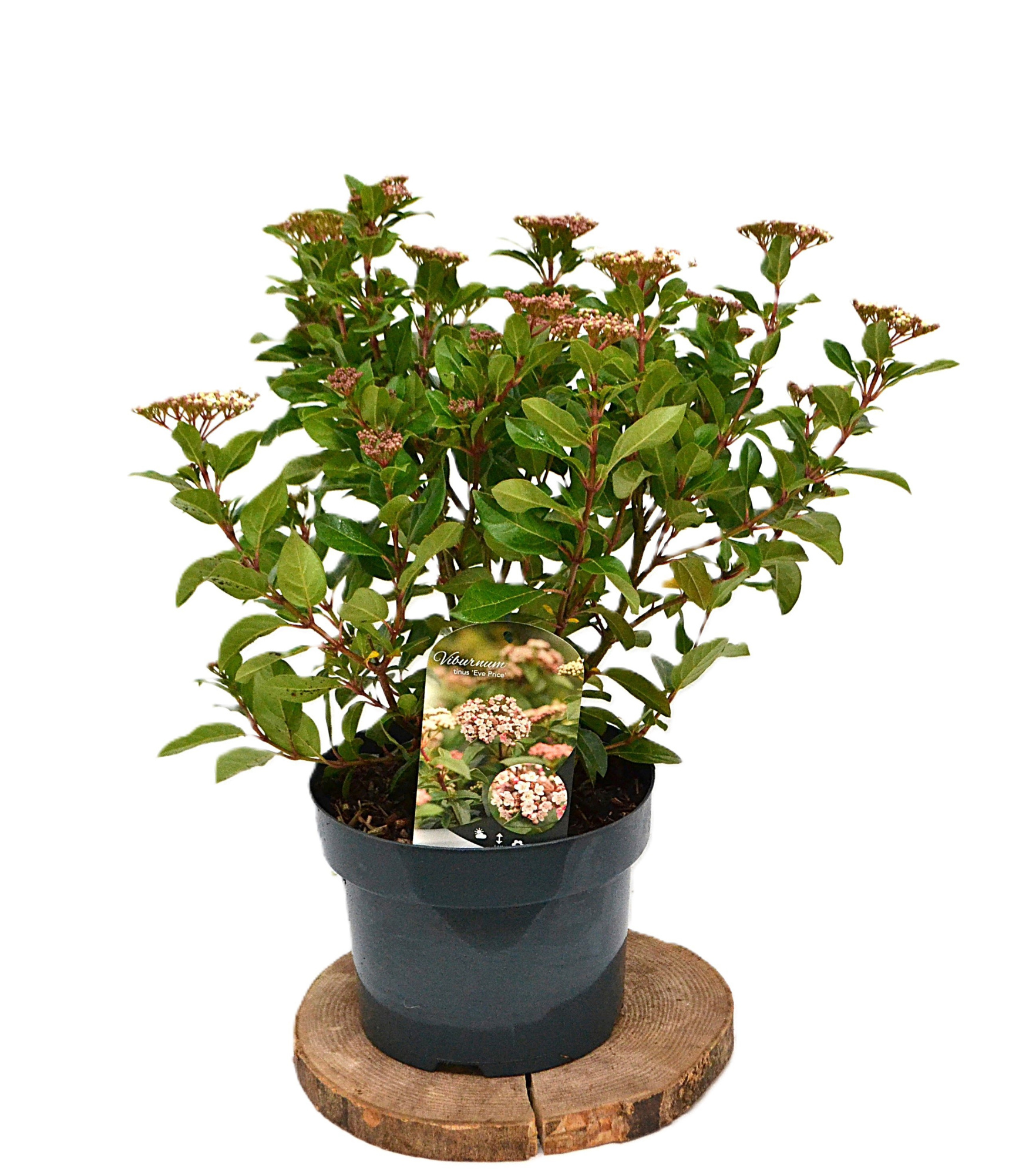 Viburnum tinus Eve Price C5, D 23