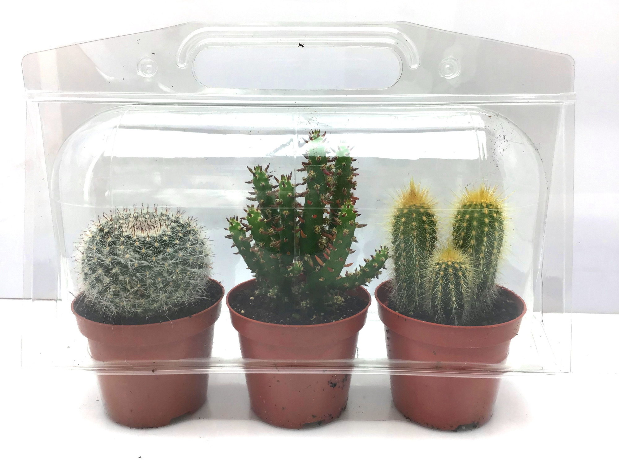 278 Trioblister cactus in 8,5 cm, D 8,5 cm