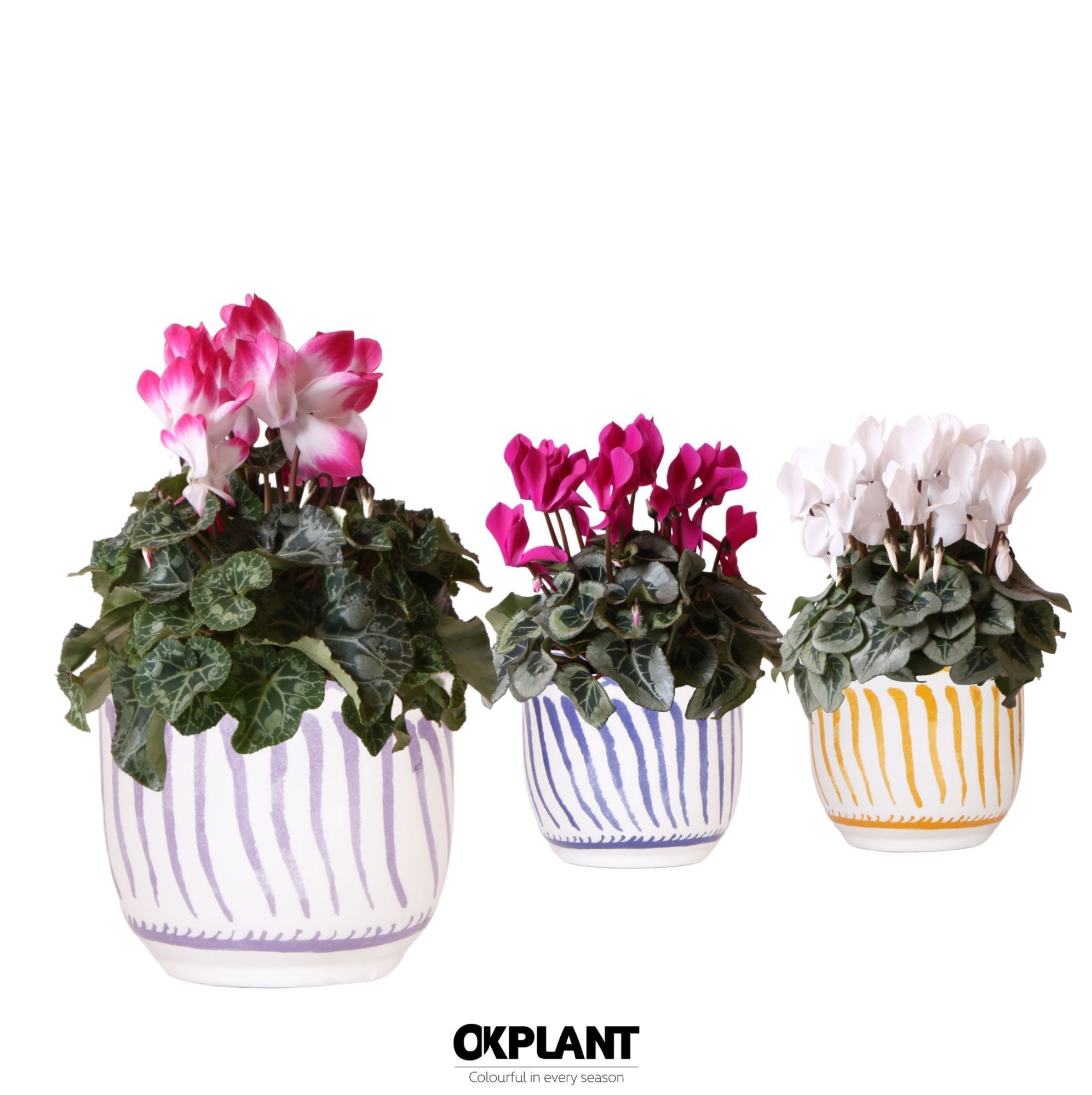 Cyclamen mix in Granada pot mix, D 12 cm