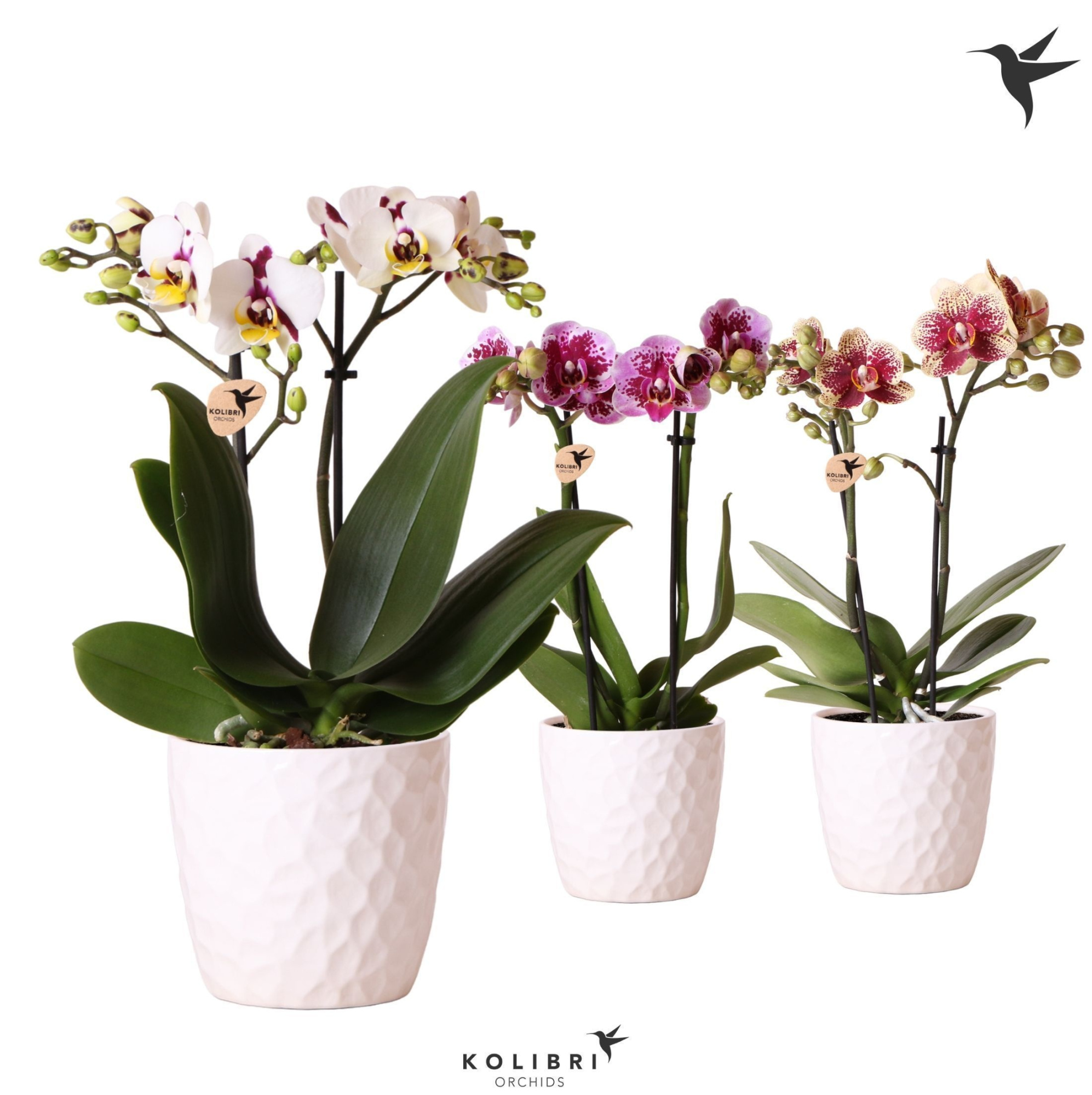 Kolibri Orchids Phalaenopsis Diamond mix 2 spike in Honey pot, D 9
