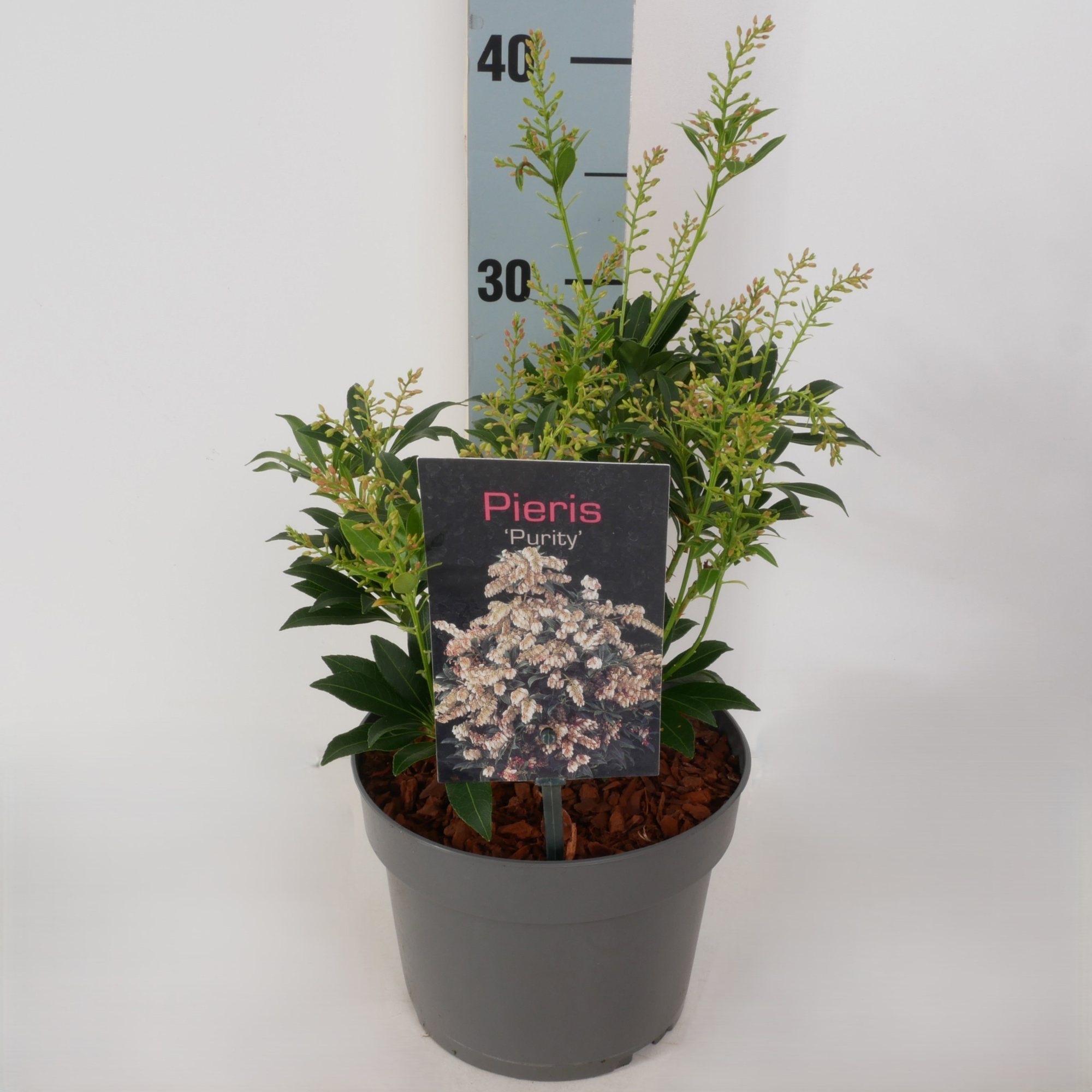 Pieris jap. 'Purity' P17, D 17