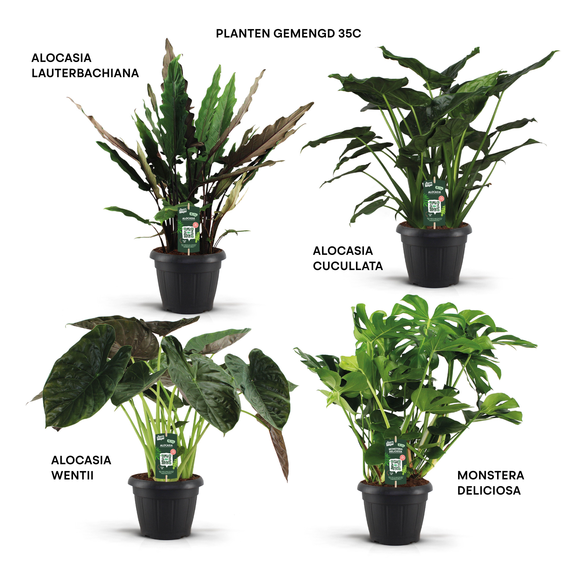 Planten gemengd 35c, D 35