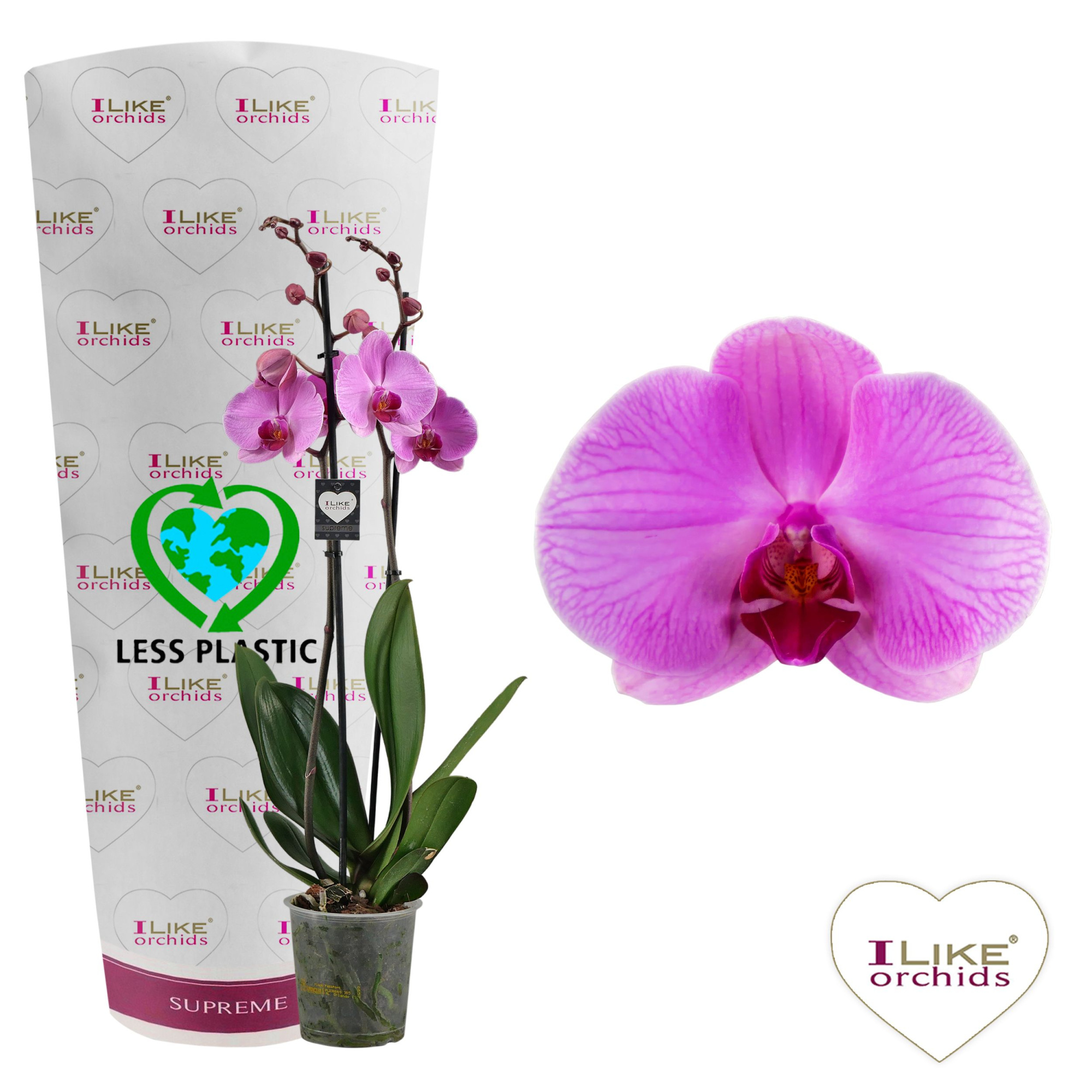 Phalaenopsis Orlando - 2 tak 70cm (Less Plastic), D 12