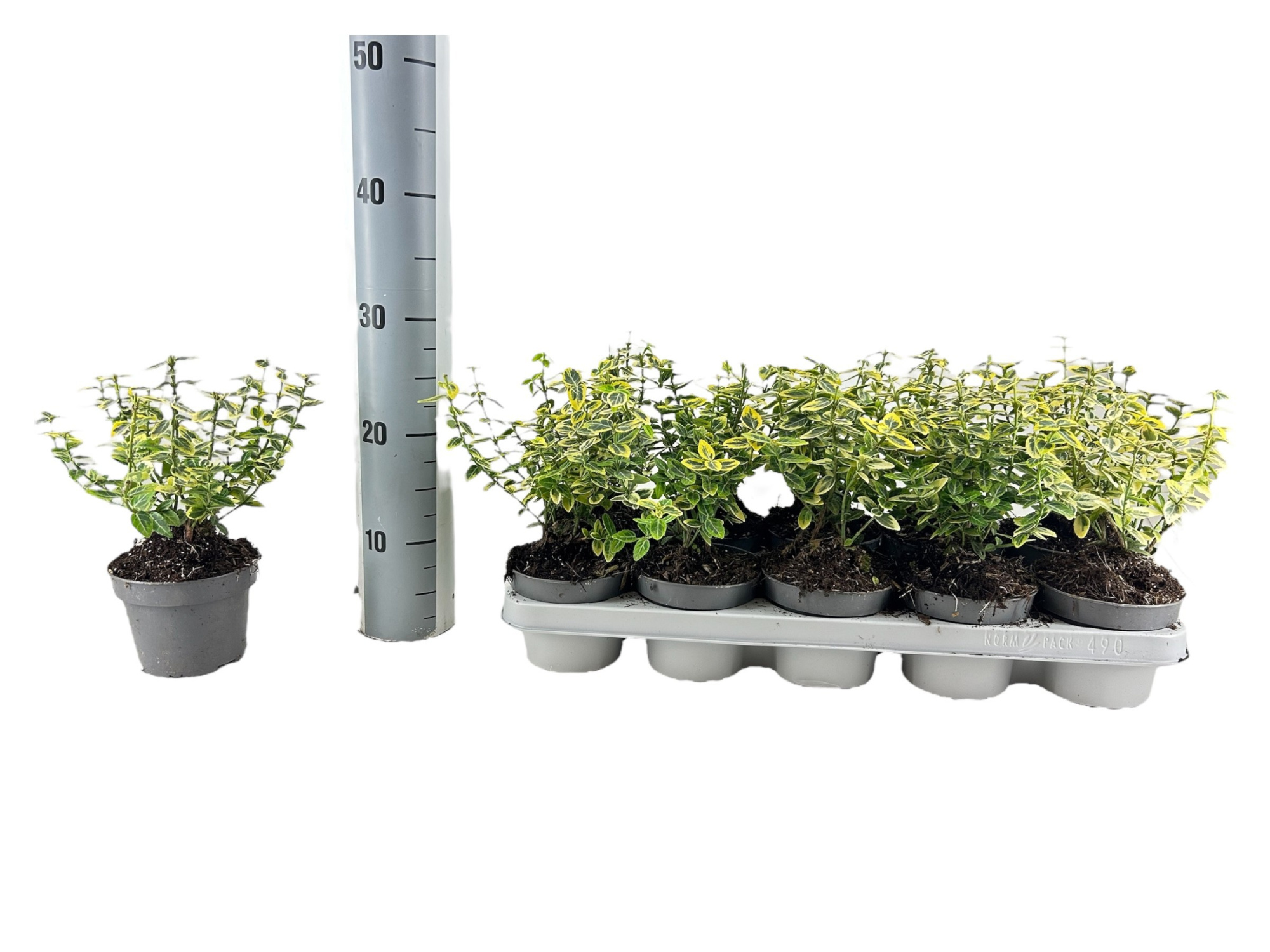 Euonymus fort. ´Emerald n gold´ P12, D 12