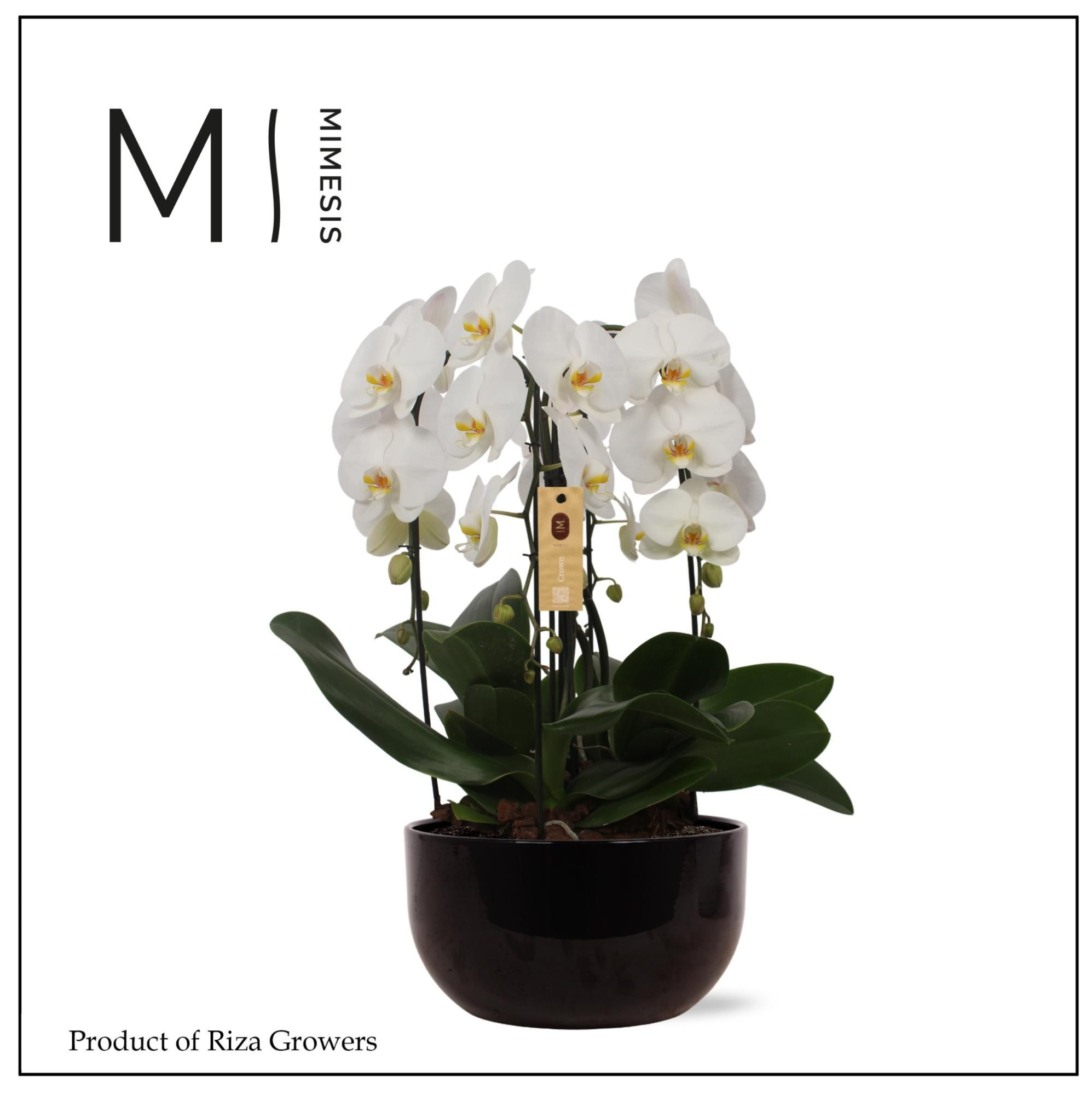 Phalaenopsis Arrangement Crown White 4 spike - 26cm in Saskia Black Ceramic | Mimesis, D 26 cm