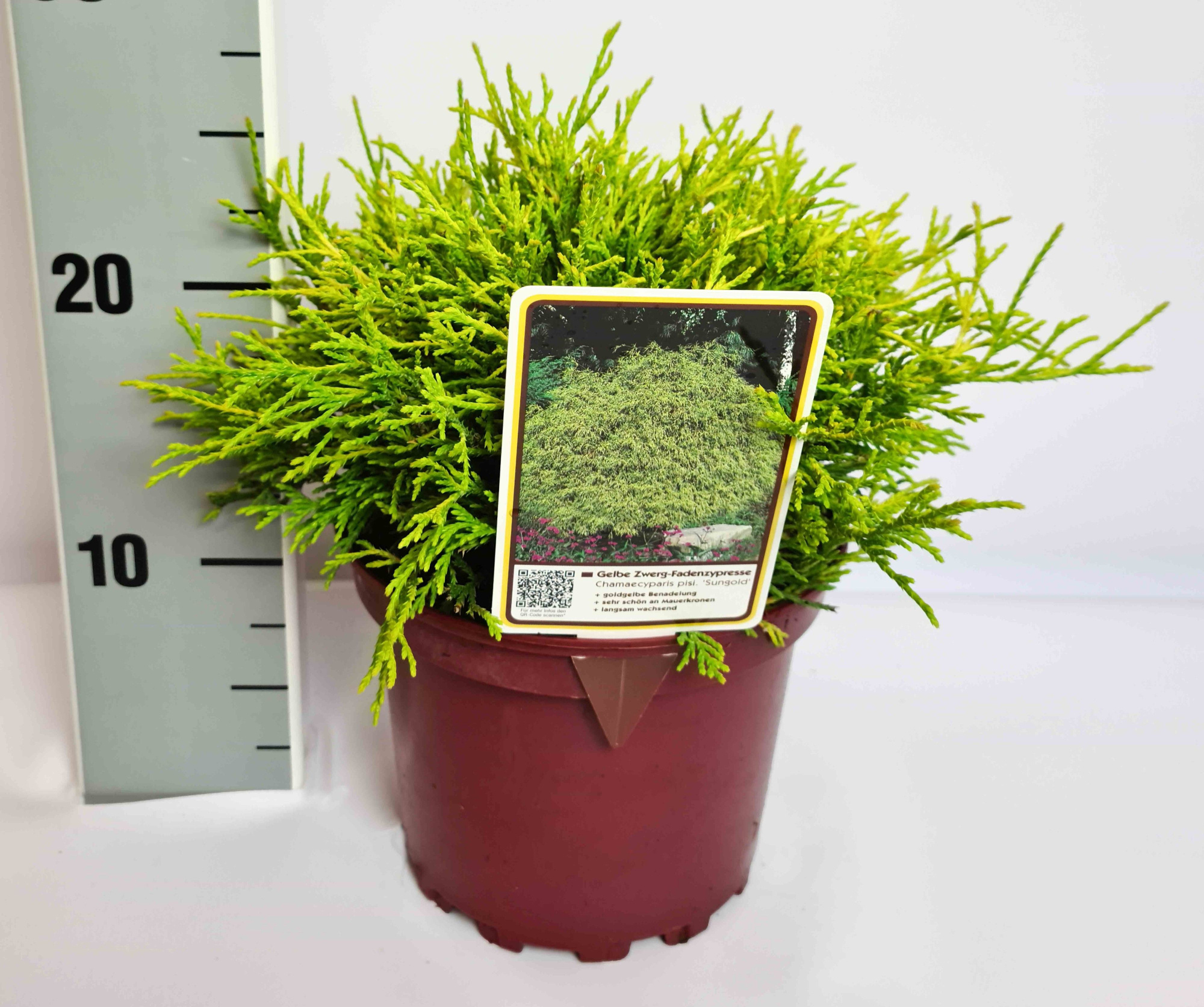 Chamaecyparis pisifera 'Sungold' C2 15-20, D 17 cm