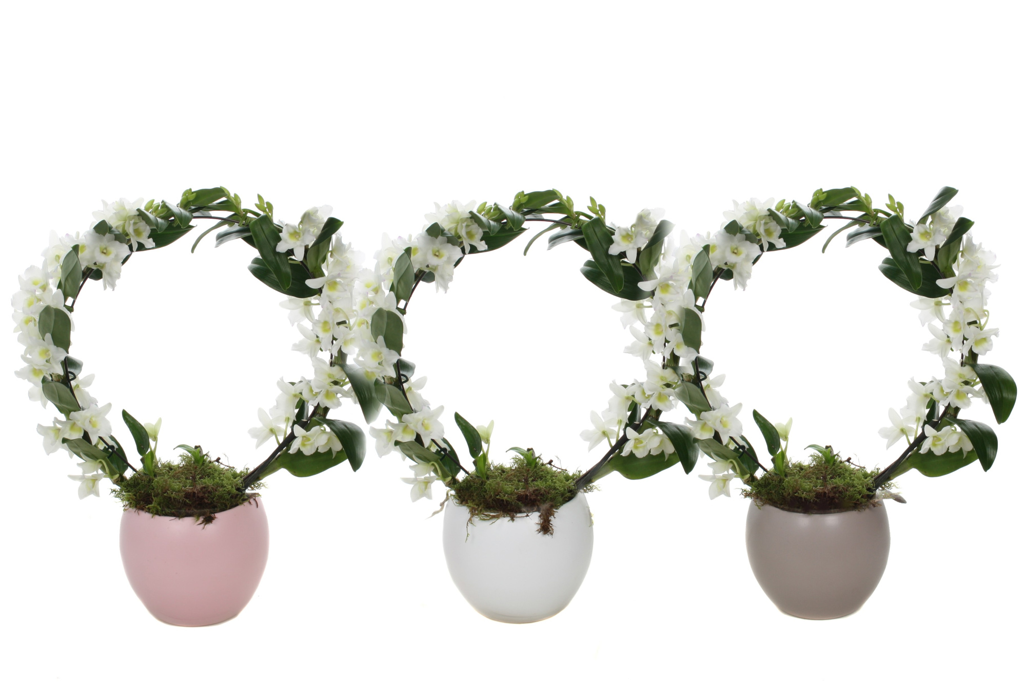 Dendrobium Nobile, Boog Lisa mix, D 12 cm