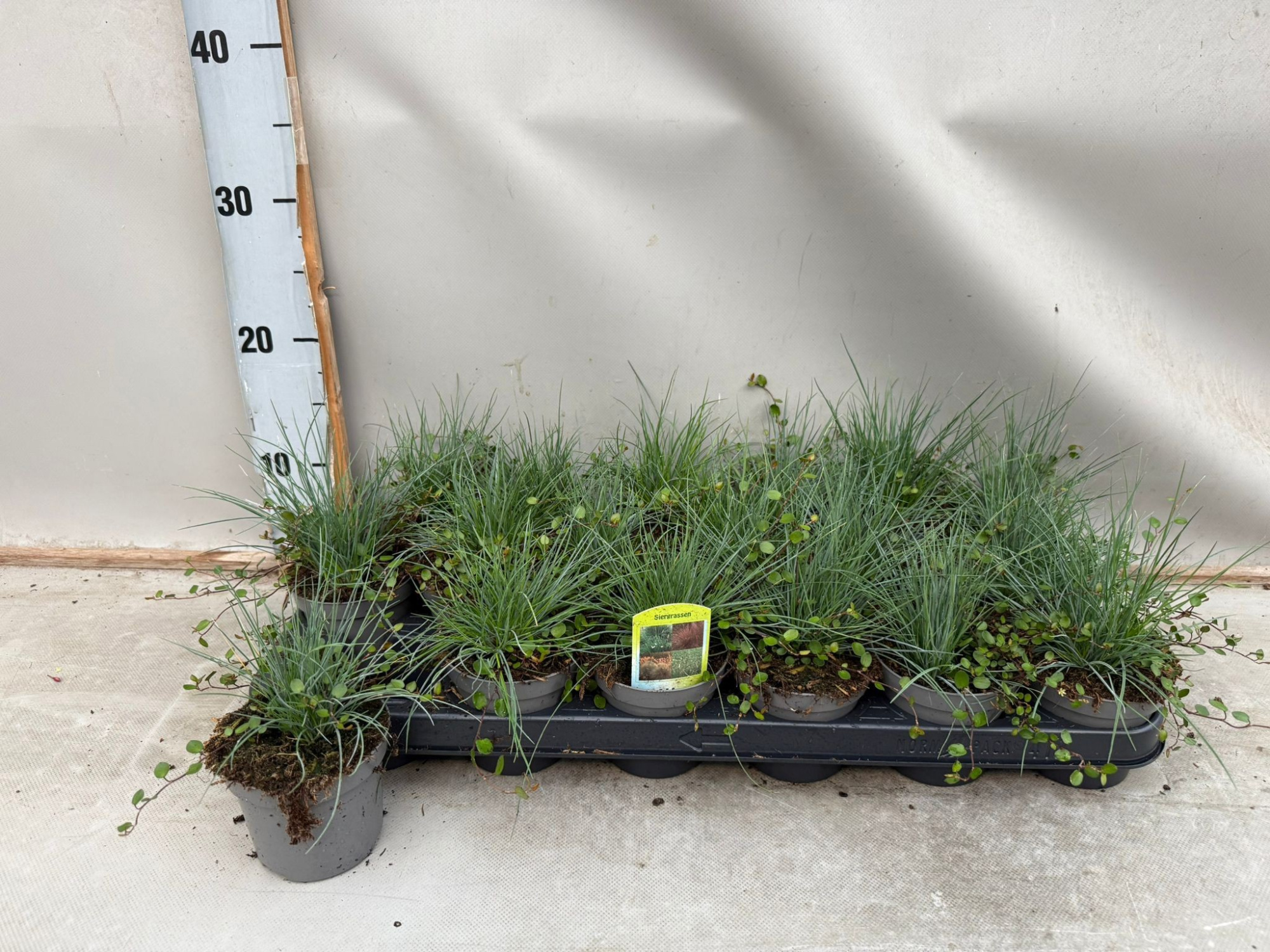 Muehlenbeckia - Siergrassen Twin, D 9 cm