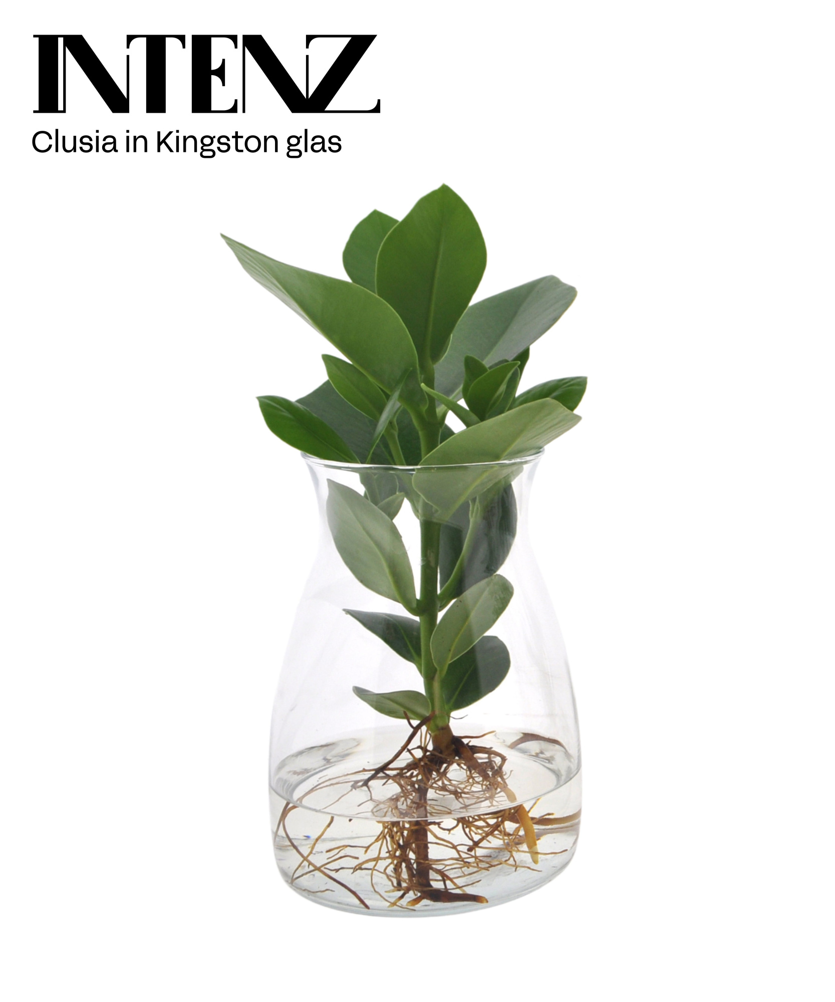 Clusia in Kingston glas - levertijd: 24 uur, D 12 cm