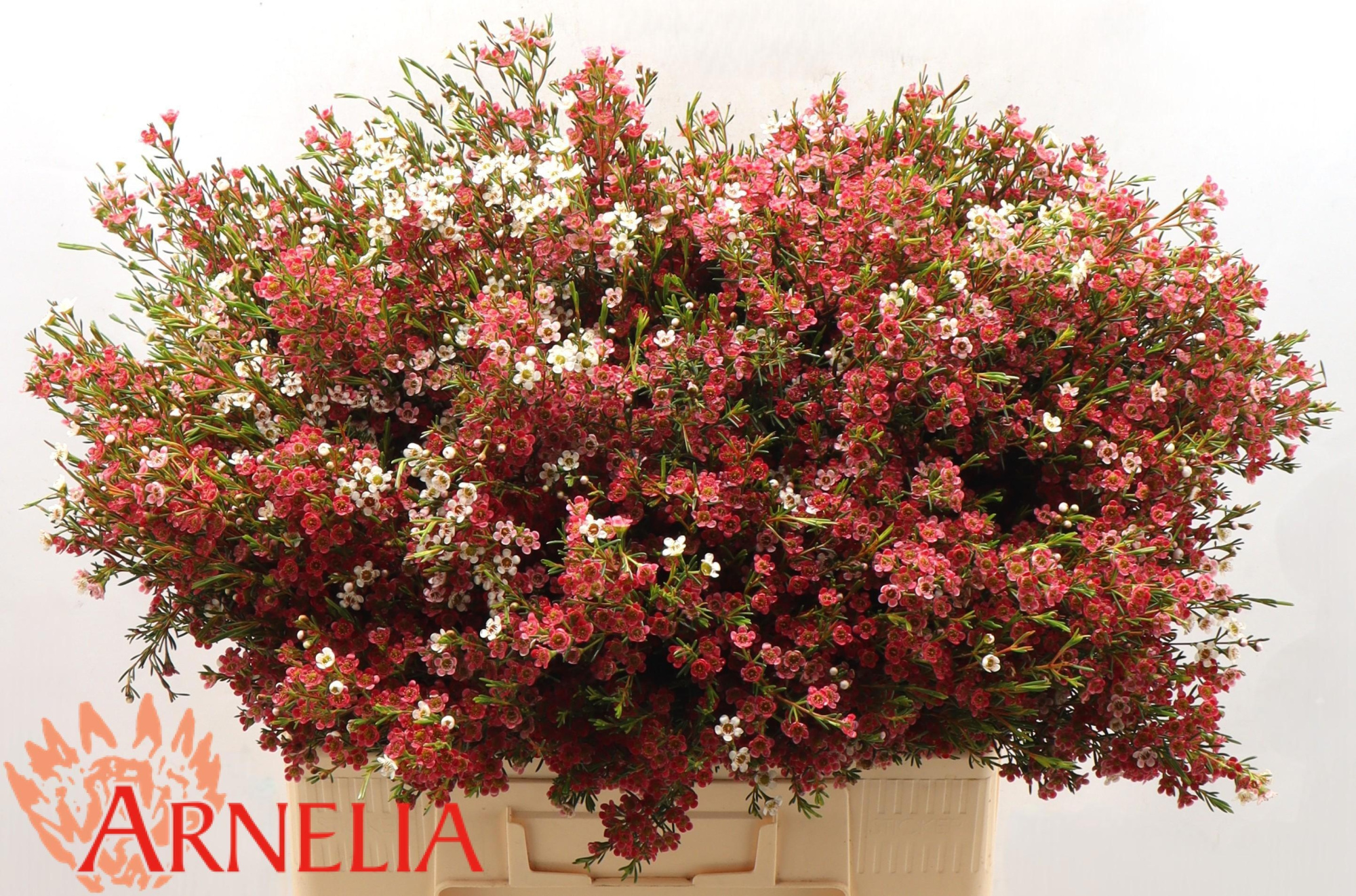 Шамелациум Май Свит Сикстин 60, шт.