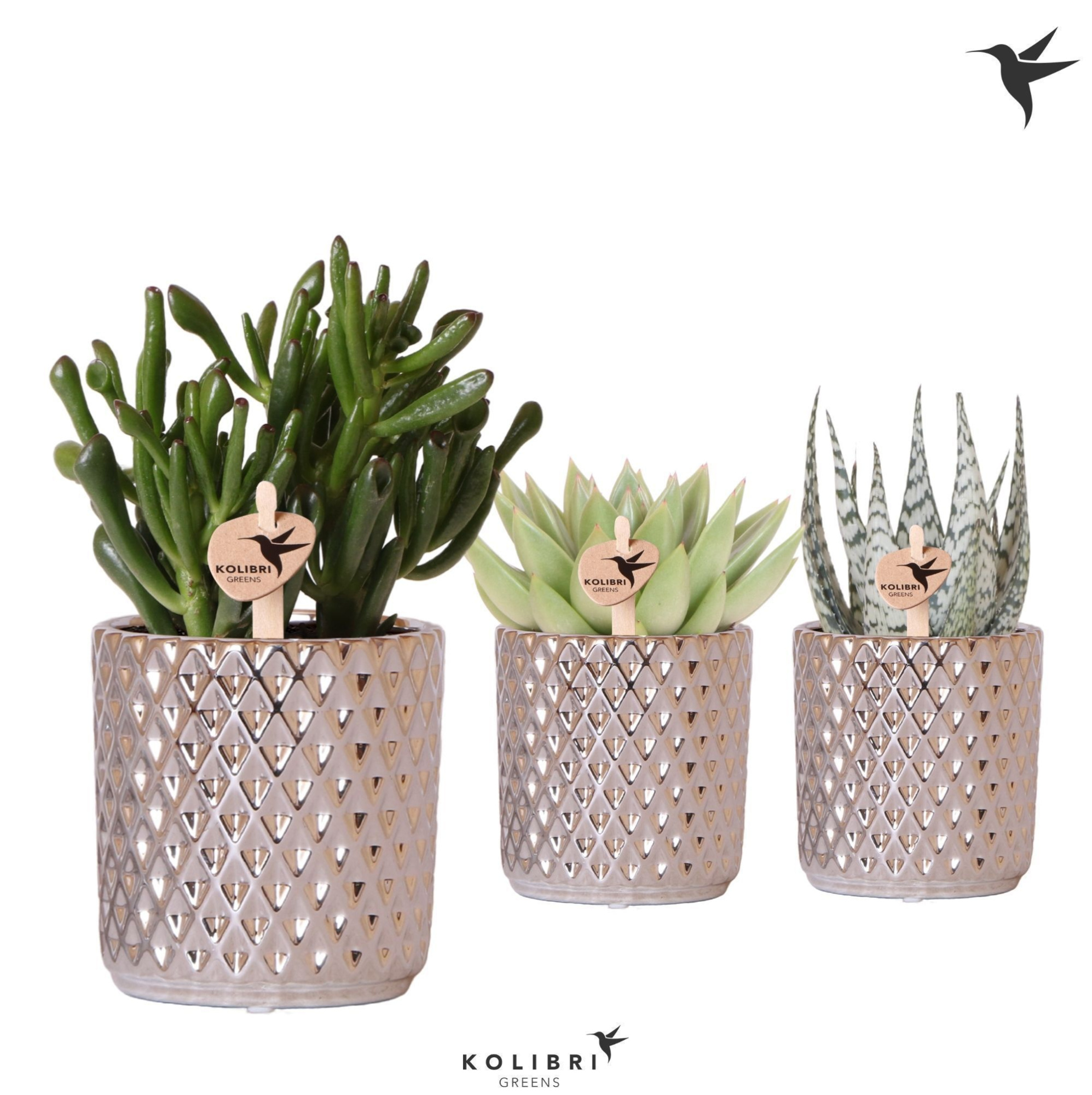 Kolibri Greens Succulenten mix in Diamond pot silver, D 9 cm