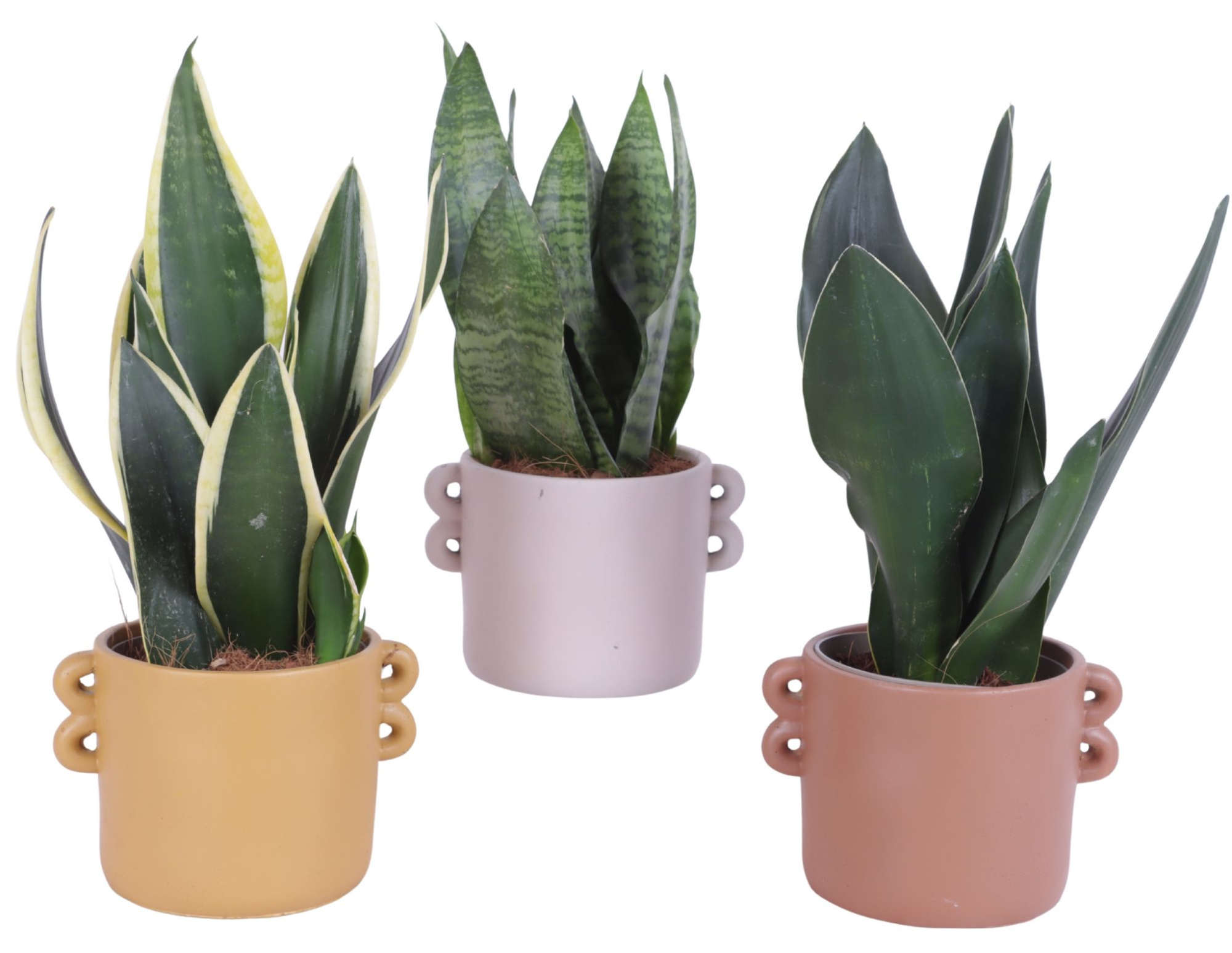 Sansevieria mix Ø12cm in Ø17cm Ceramic EV562, D 17