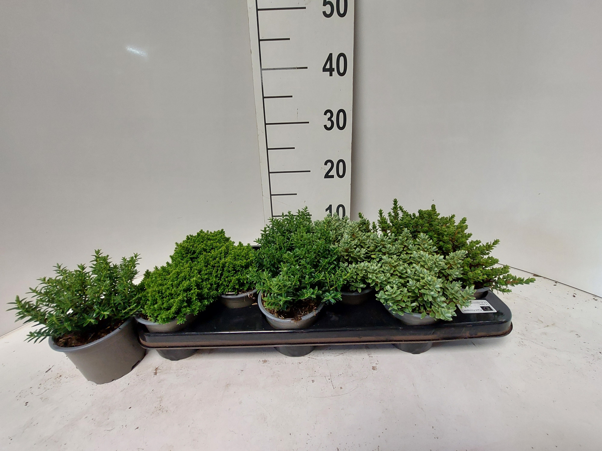 Green Hebe Mix, D 10,5