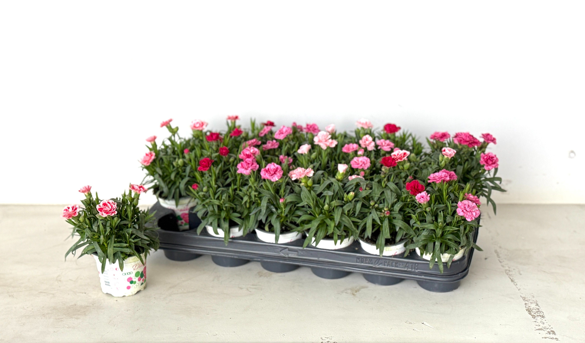 Dianthus gemengd, D 9