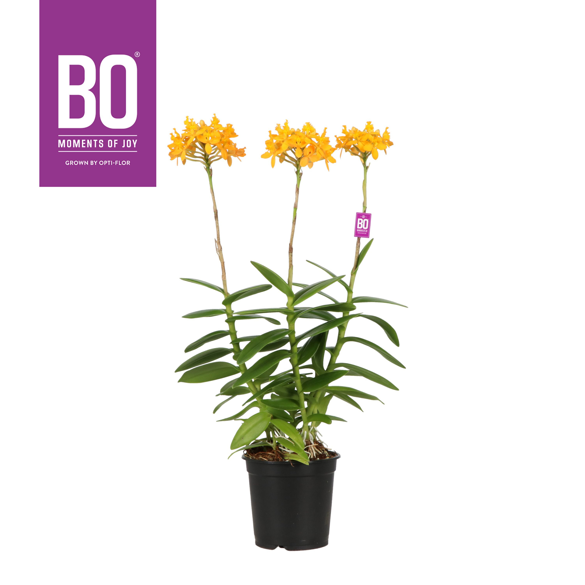 Epidendrum P15 BO Andes, D 15 cm
