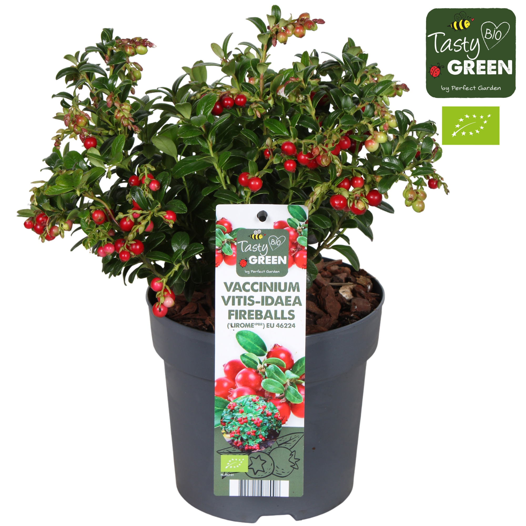 Vaccinium vitis-idea 'Fireballs' Bio P14, D 14 cm
