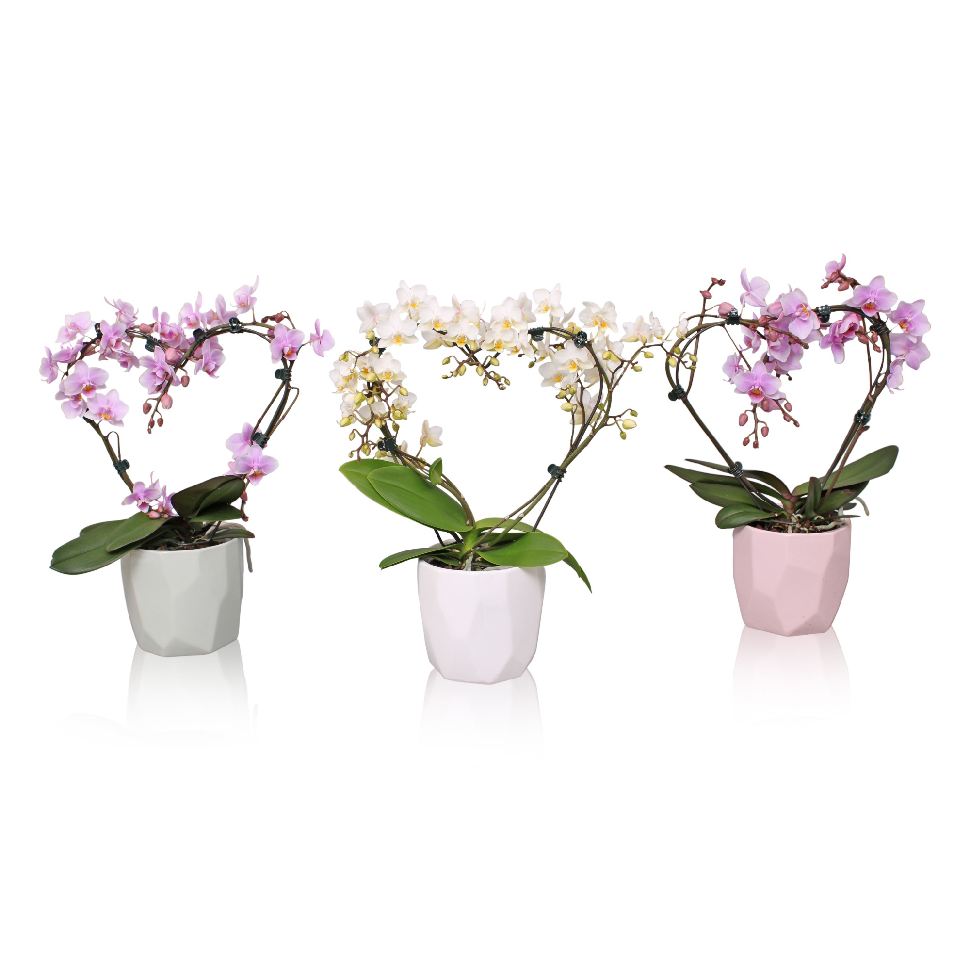 Phal. Multi vorm mix "Blossoming Heart" in BGC734 Vlakkenpot, D 12