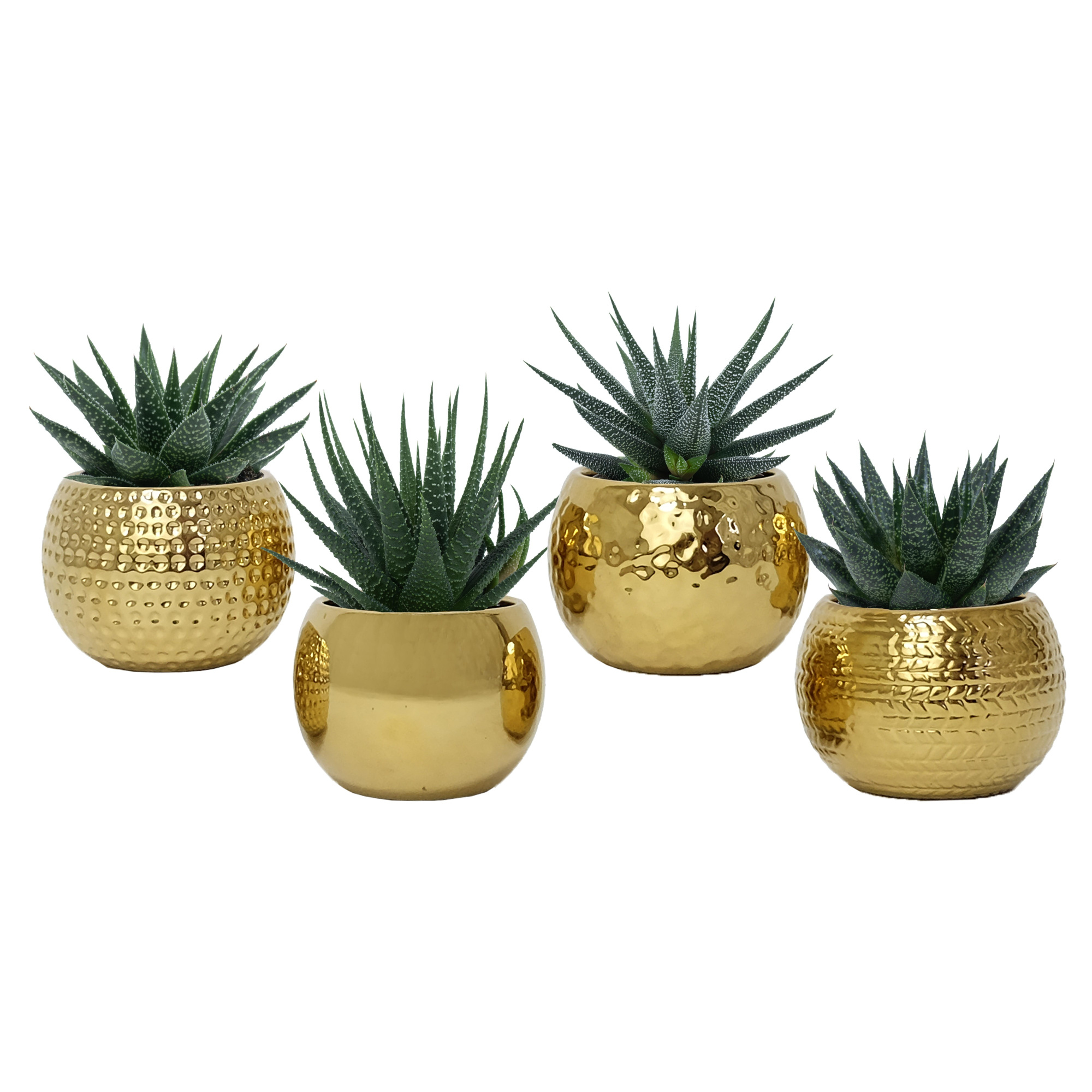 Magnetized Metallic Gold Mix with Succulent mix, D 6 cm
