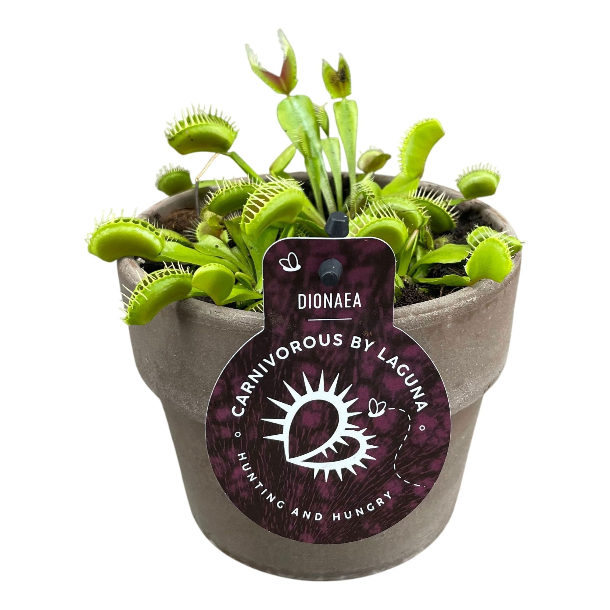 Dionaea muscipula in 12 cm grijze terracotta pot (waterdicht), D 12